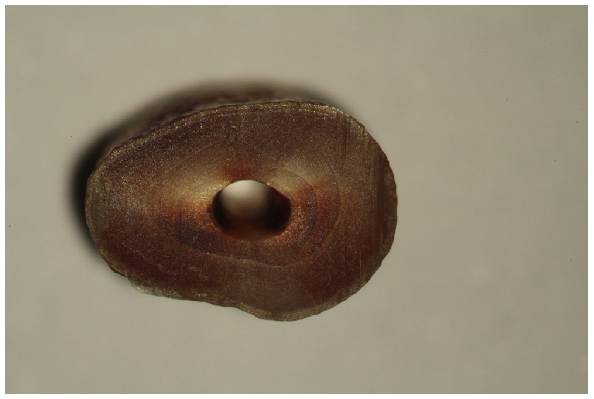 Medicina 53 00166 g004