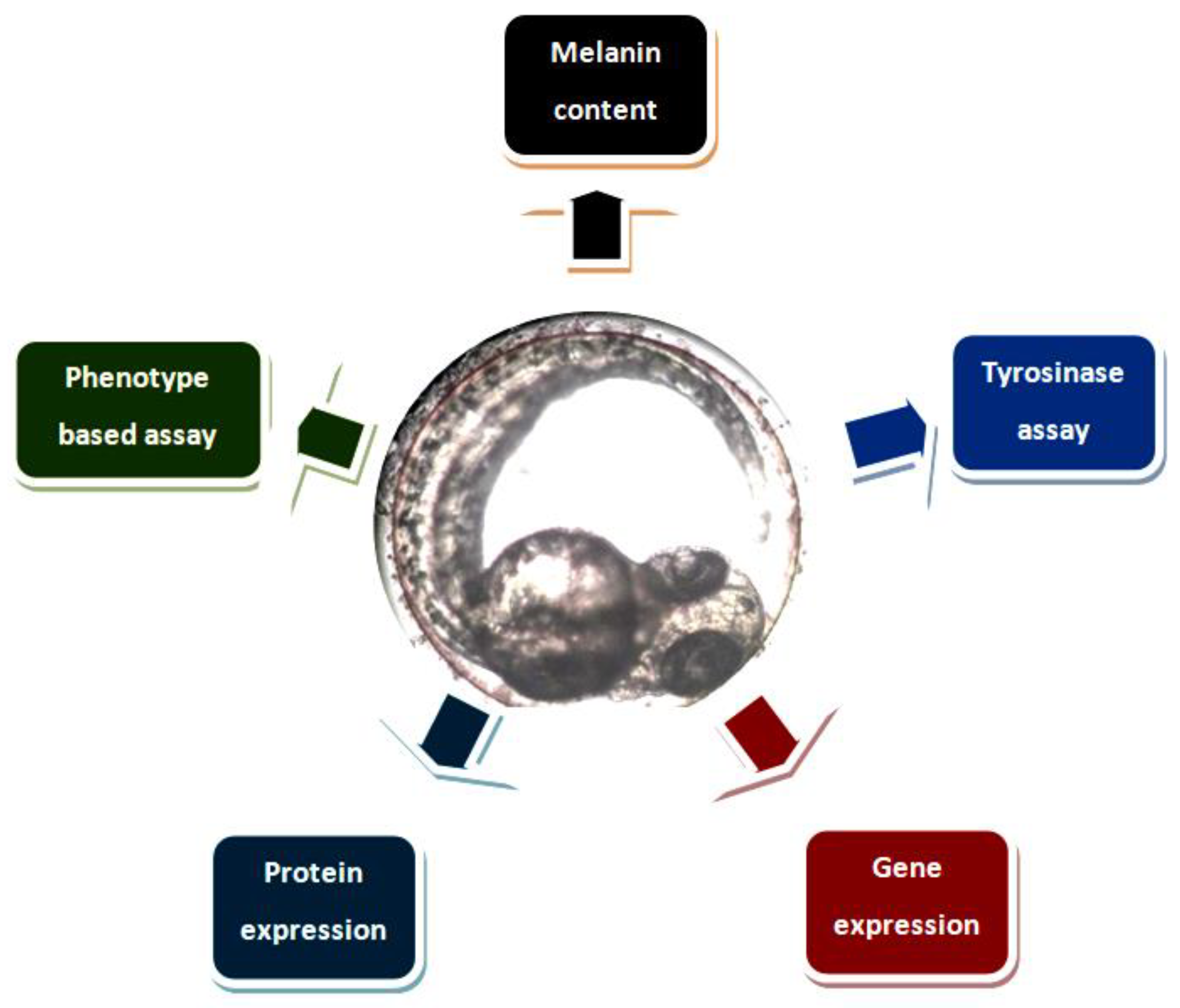 Medicina 54 00035 g002