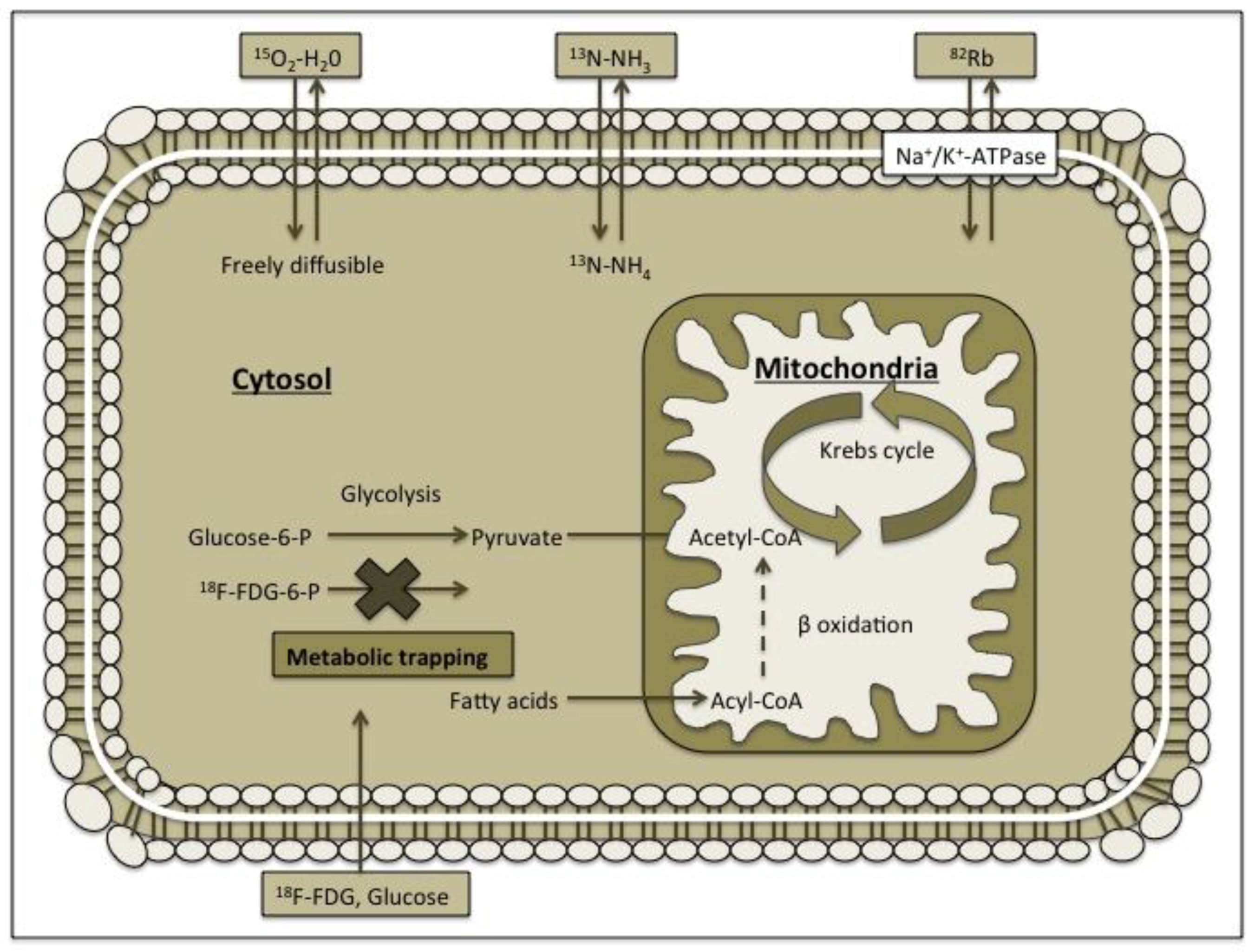 Medicina 54 00047 g002 Medicina 54 00047 g002