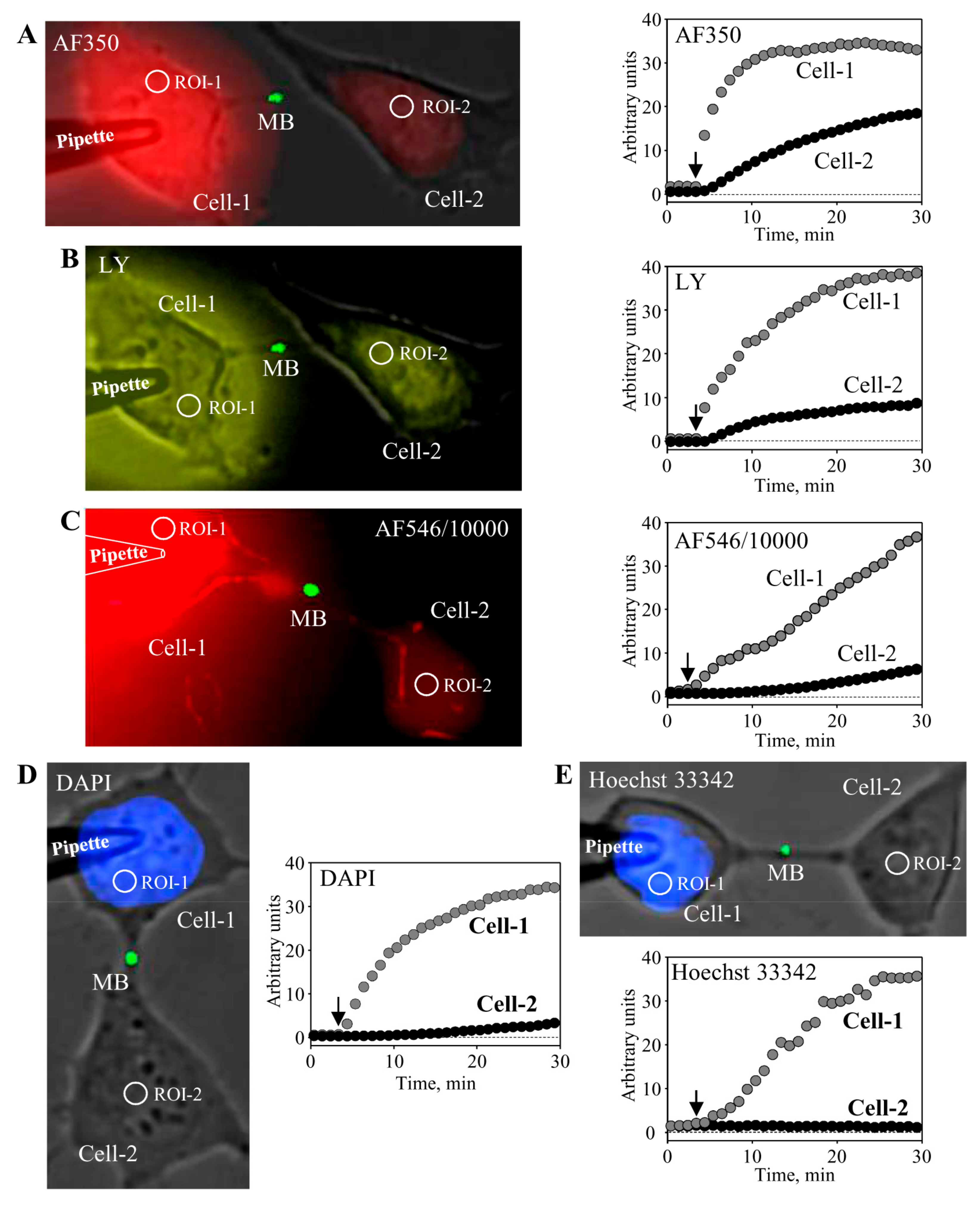 Medicina 54 00053 g003