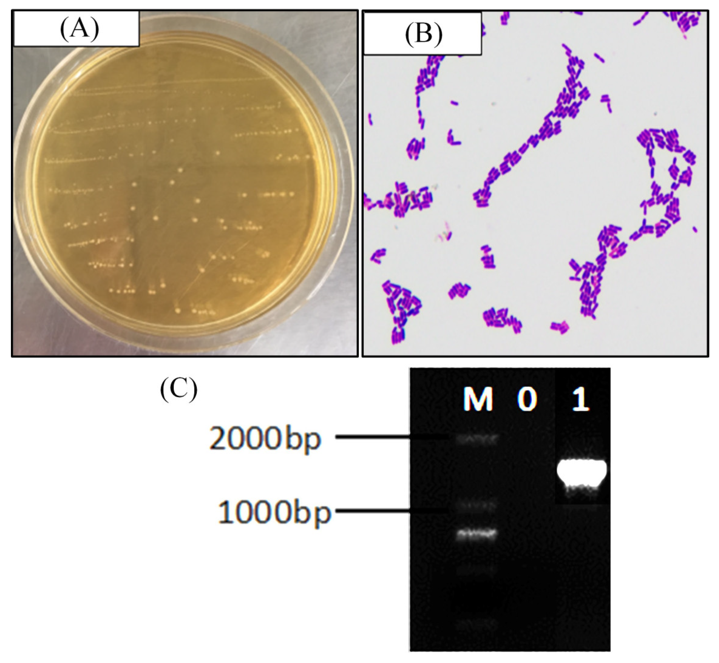 Medicina 54 00089 g001
