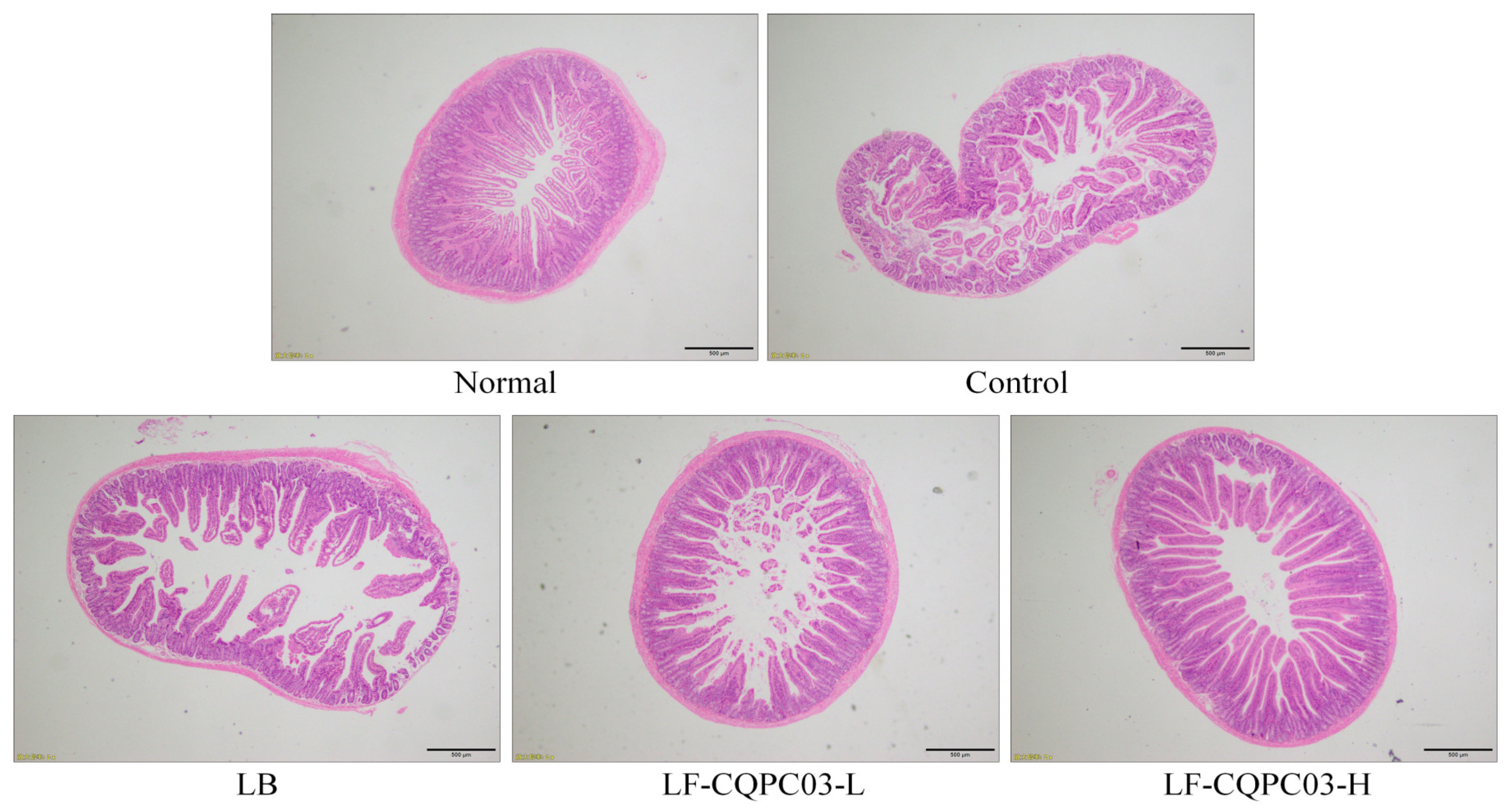 Medicina 54 00089 g004