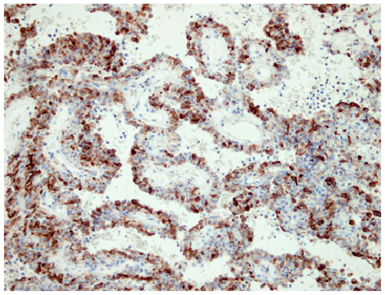 Medicina 55 00027 g003