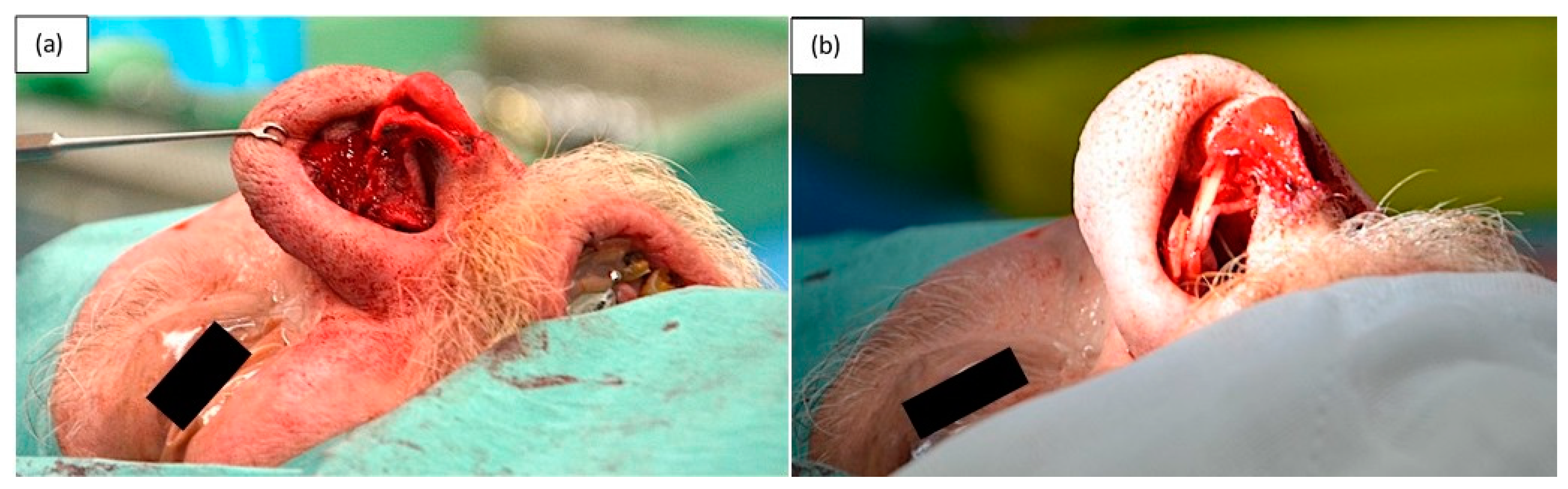 Medicina 55 00128 g005