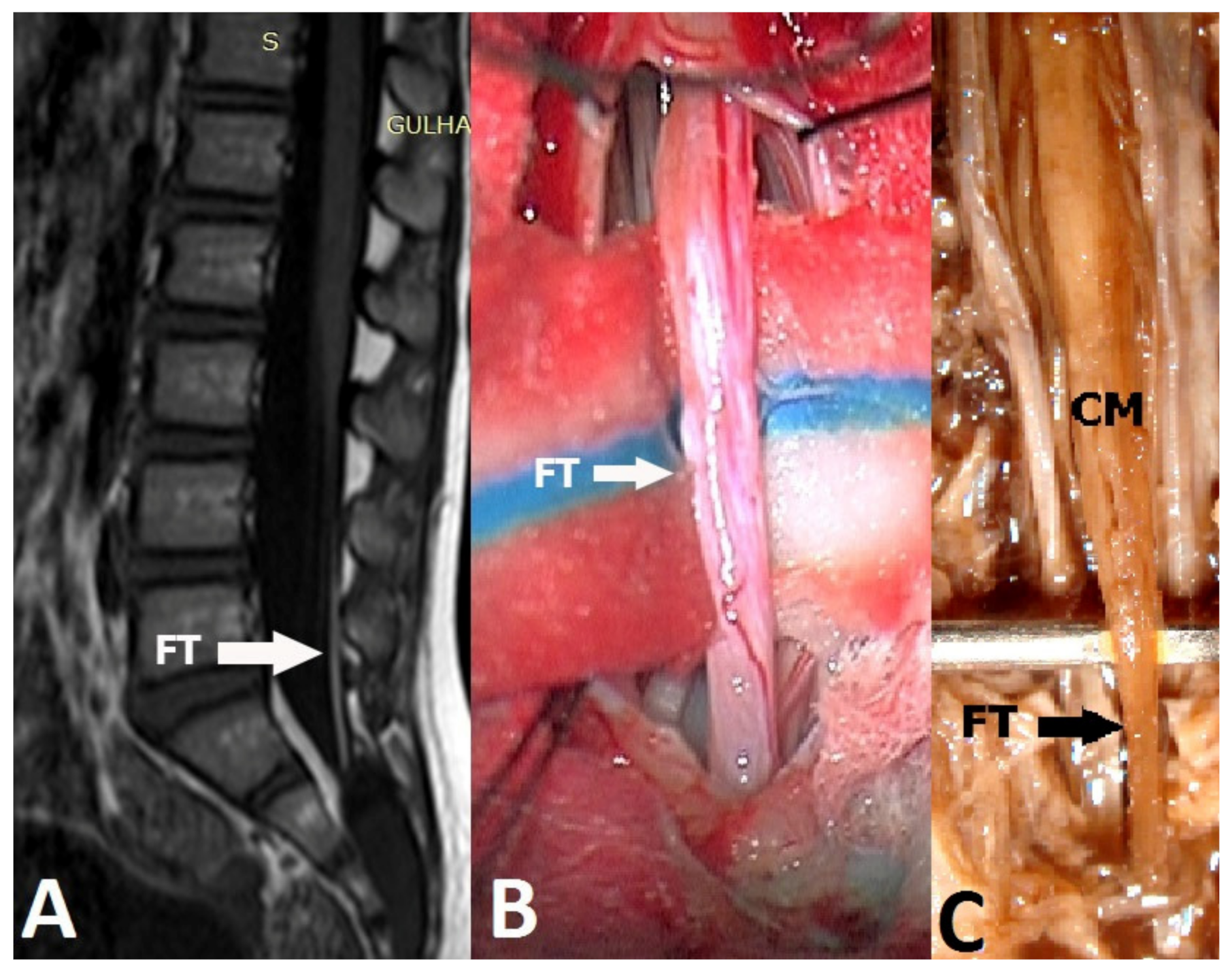 Medicina 55 00133 g001 Medicina 55 00133 g001
