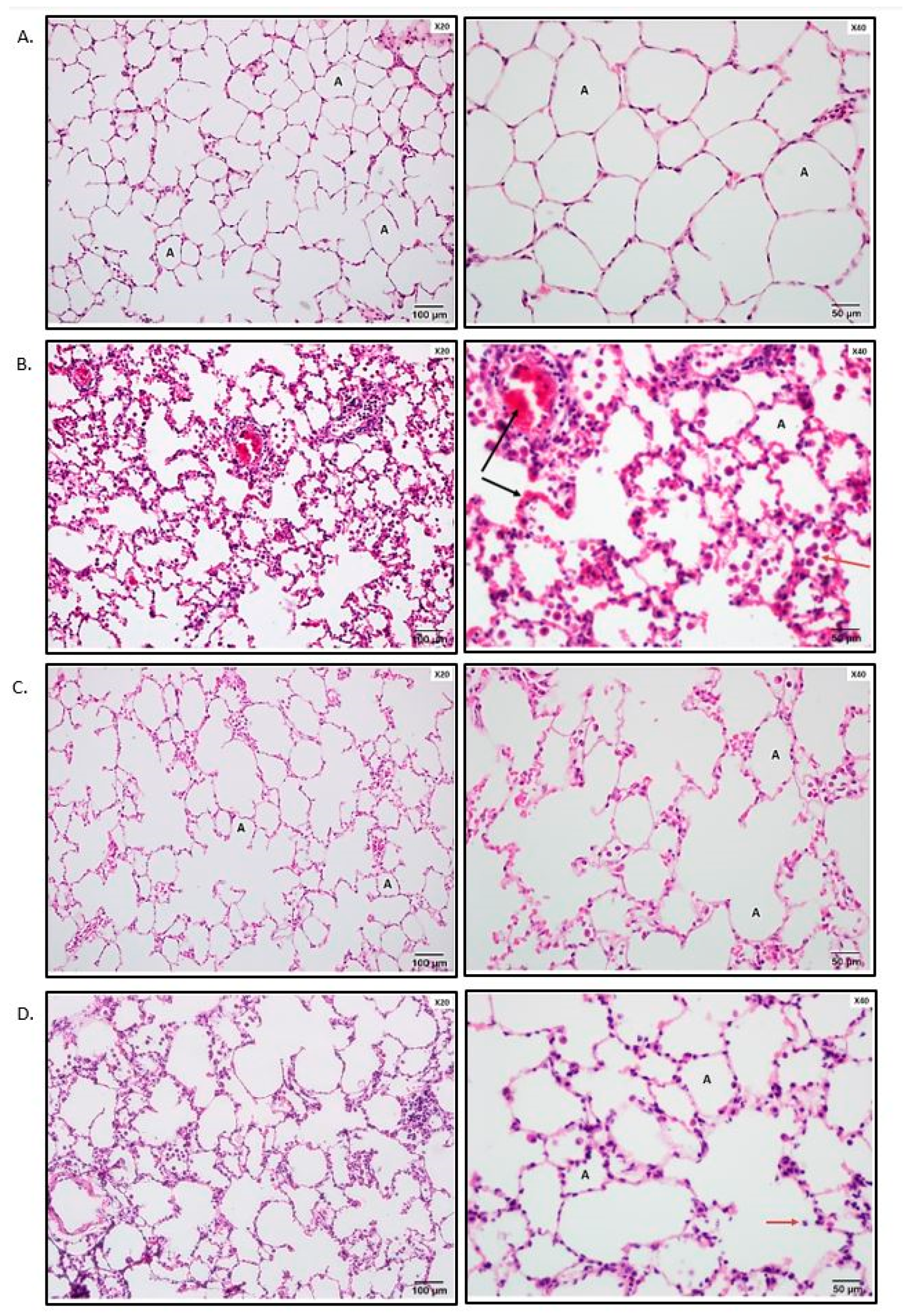 Medicina 55 00187 g001a 550