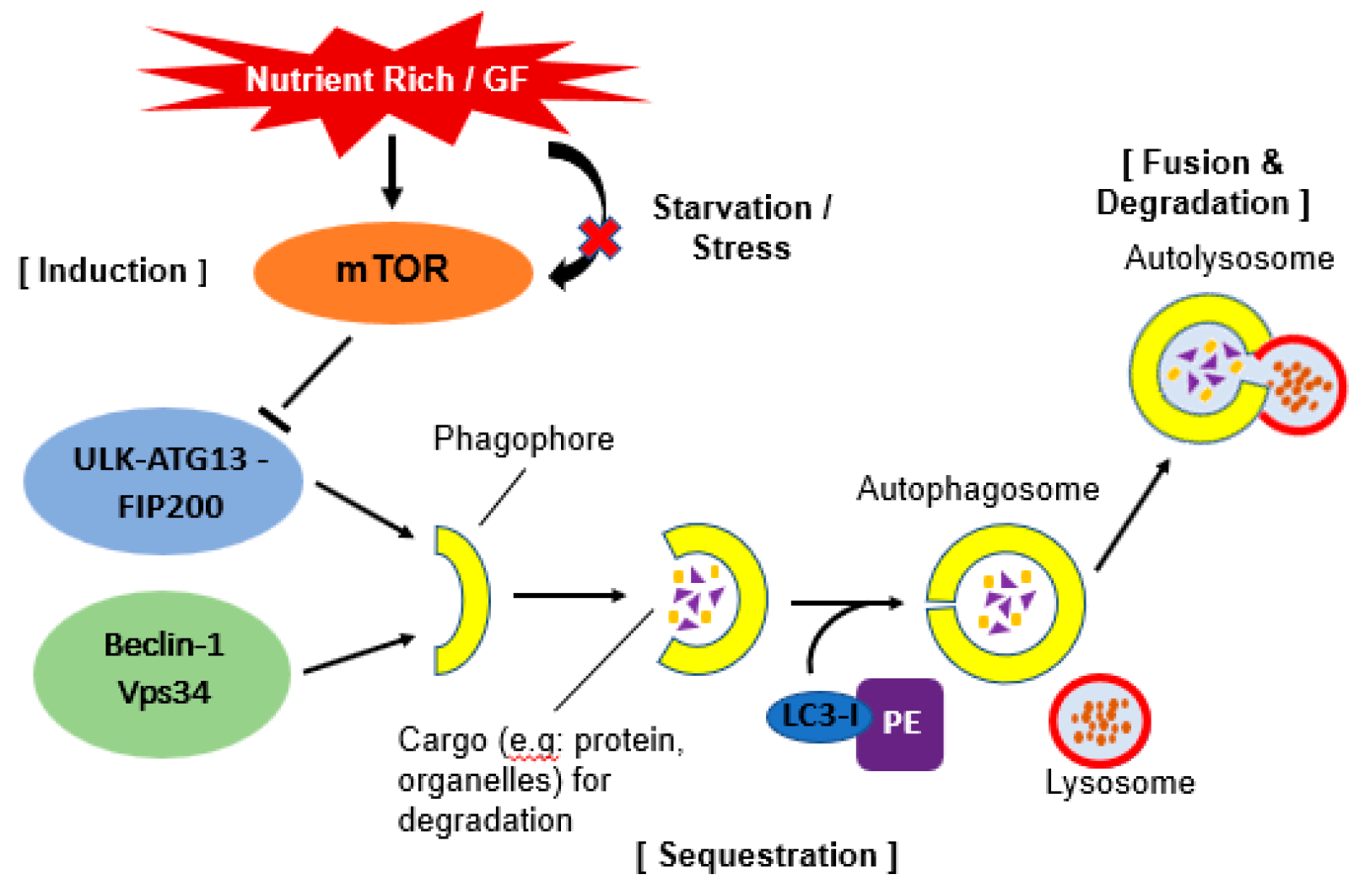 Medicina 55 00224 g001
