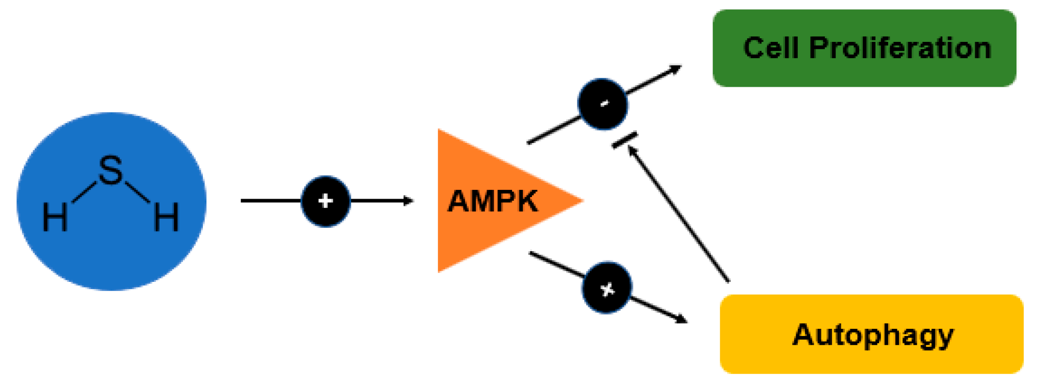 Medicina 55 00224 g003