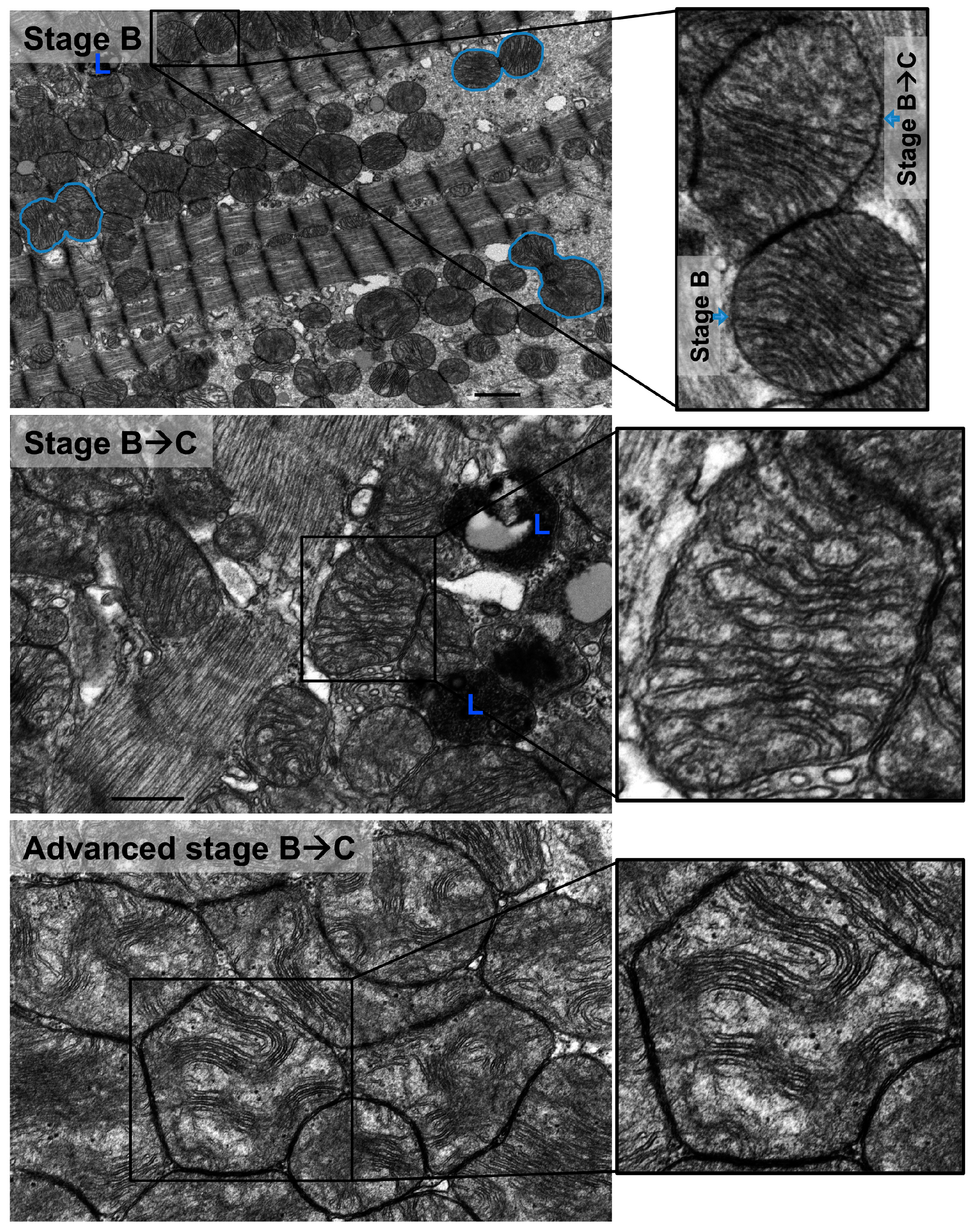 Medicina 55 00239 g005a