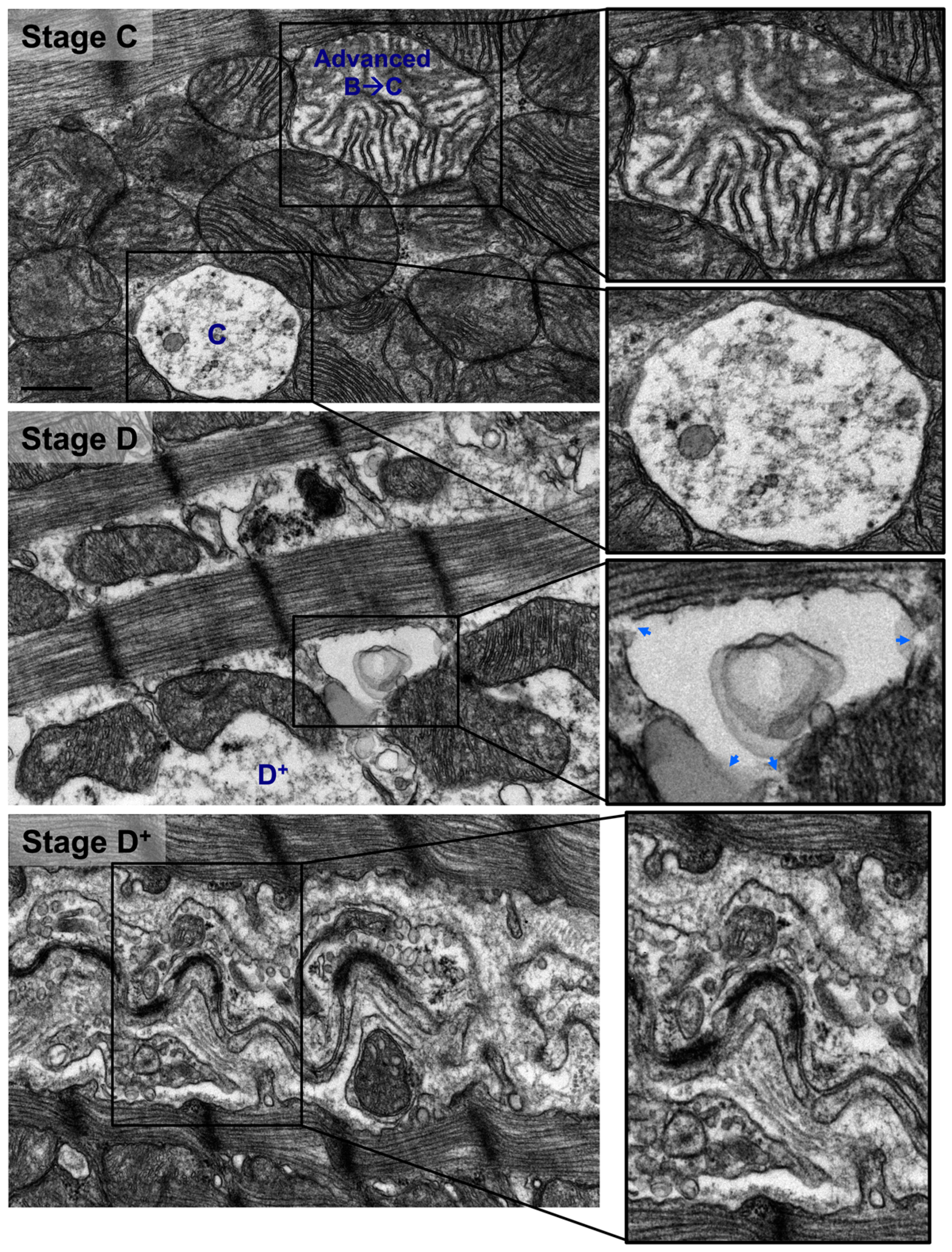 Medicina 55 00239 g005b