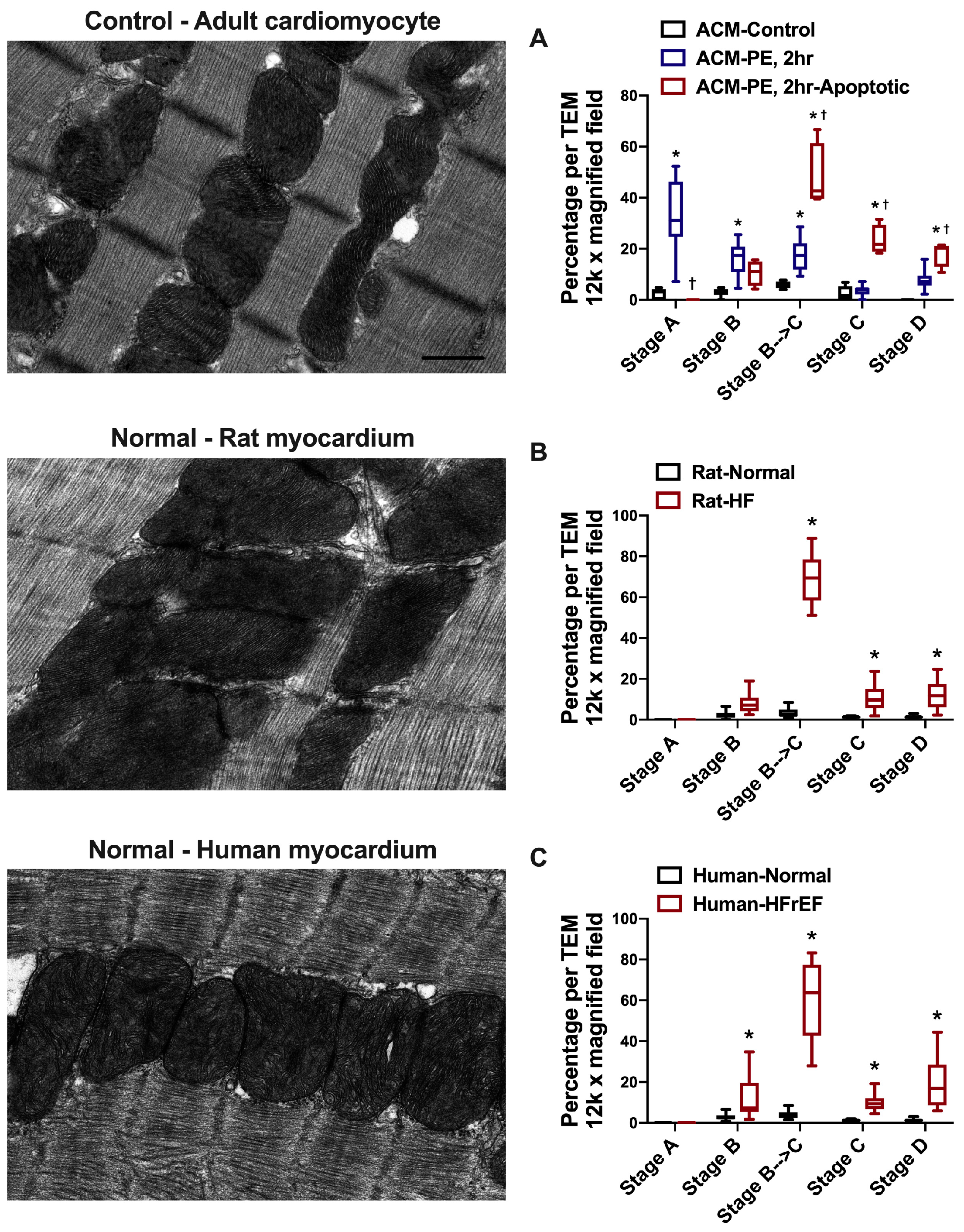 Medicina 55 00239 g007