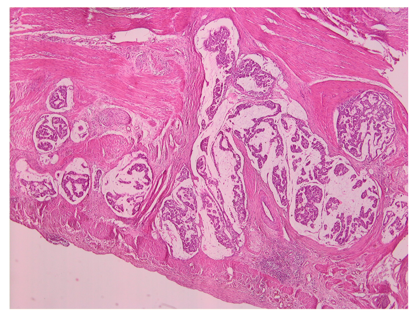 Medicina 55 00242 g003