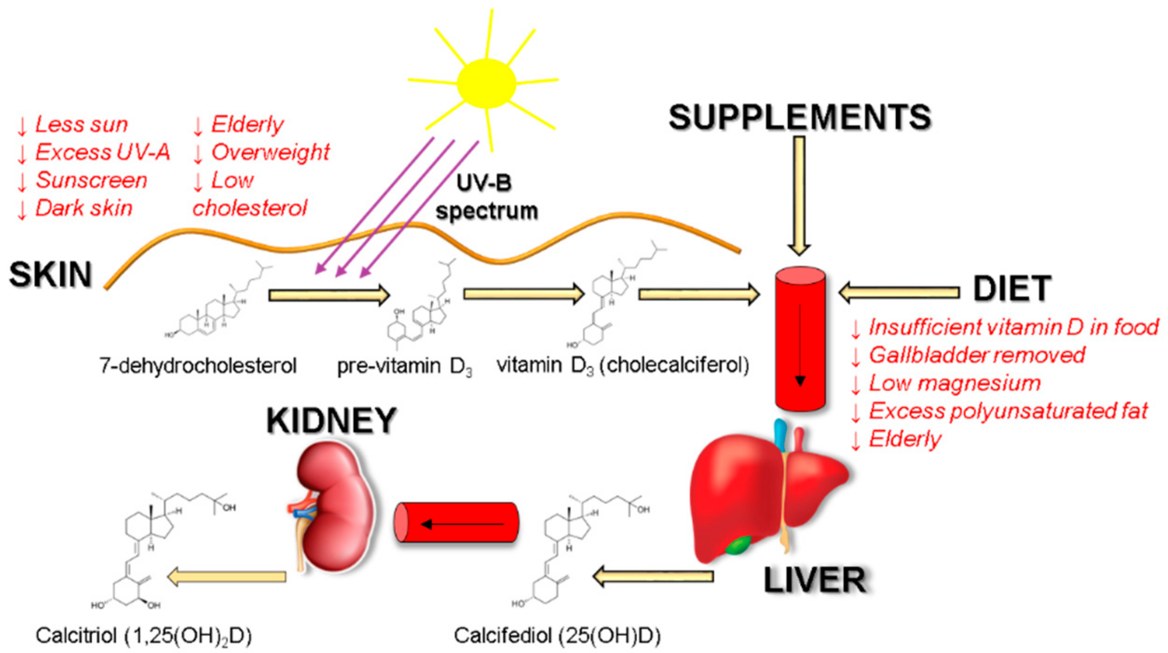 Medicina Free Full Text Bioavailability Of Different