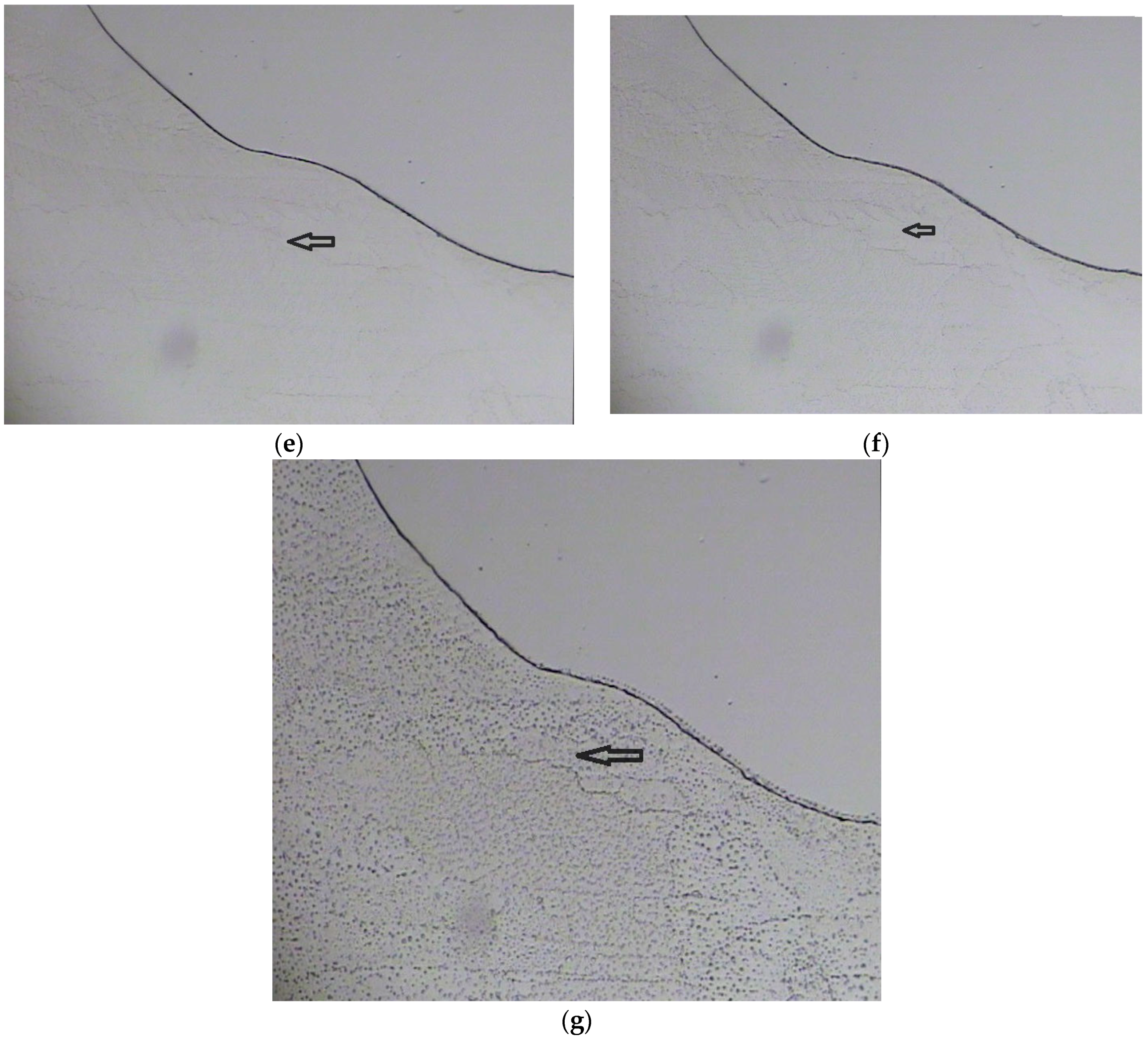 Medicina 55 00294 g004b
