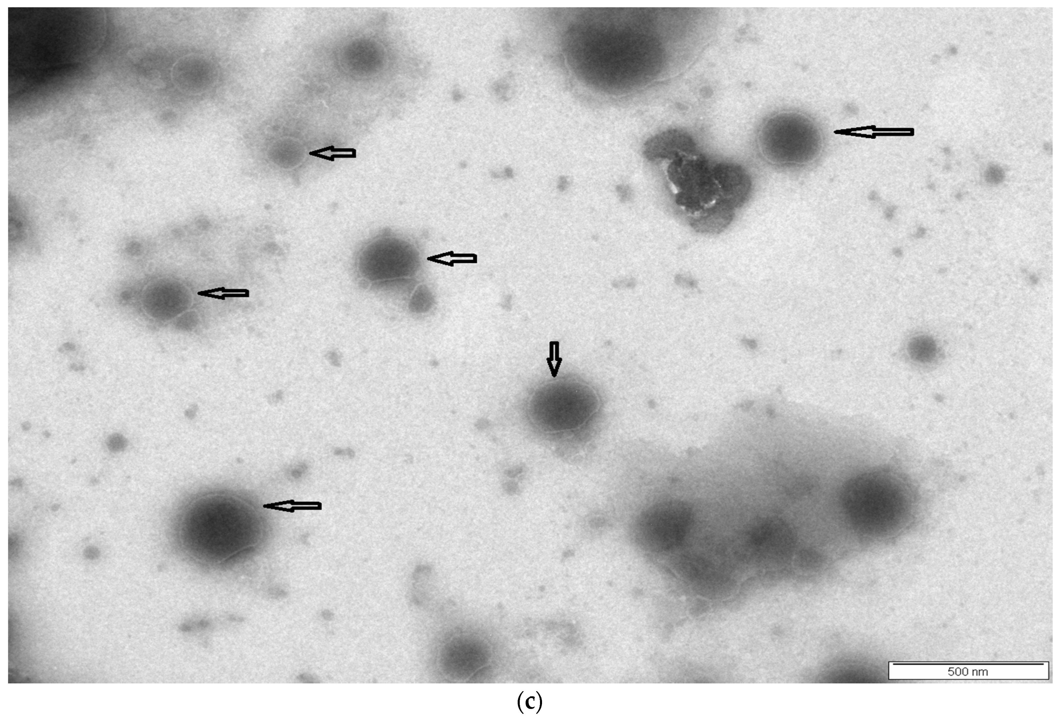 Medicina 55 00294 g008b