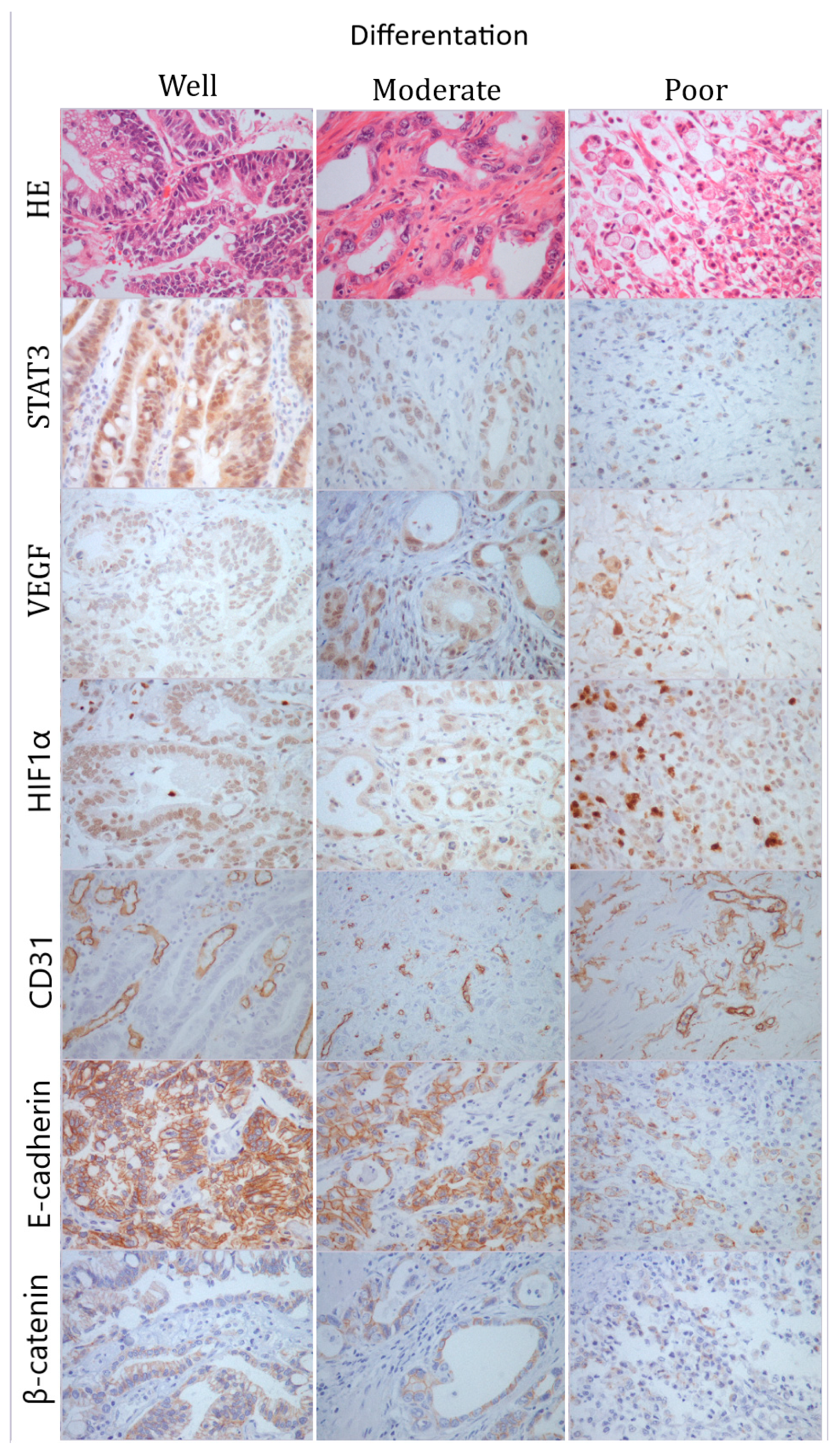 Medicina 55 00300 g001