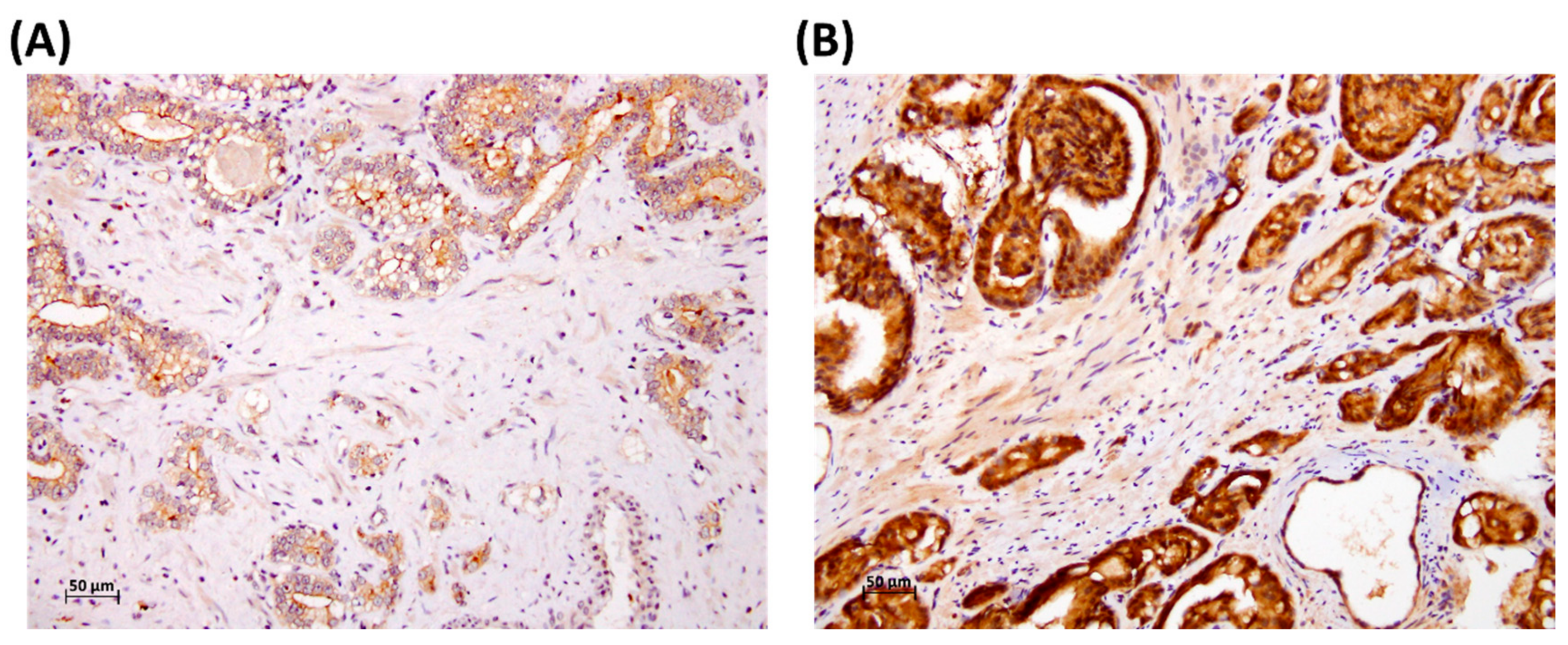 Medicina 55 00343 g001 Medicina 55 00343 g001