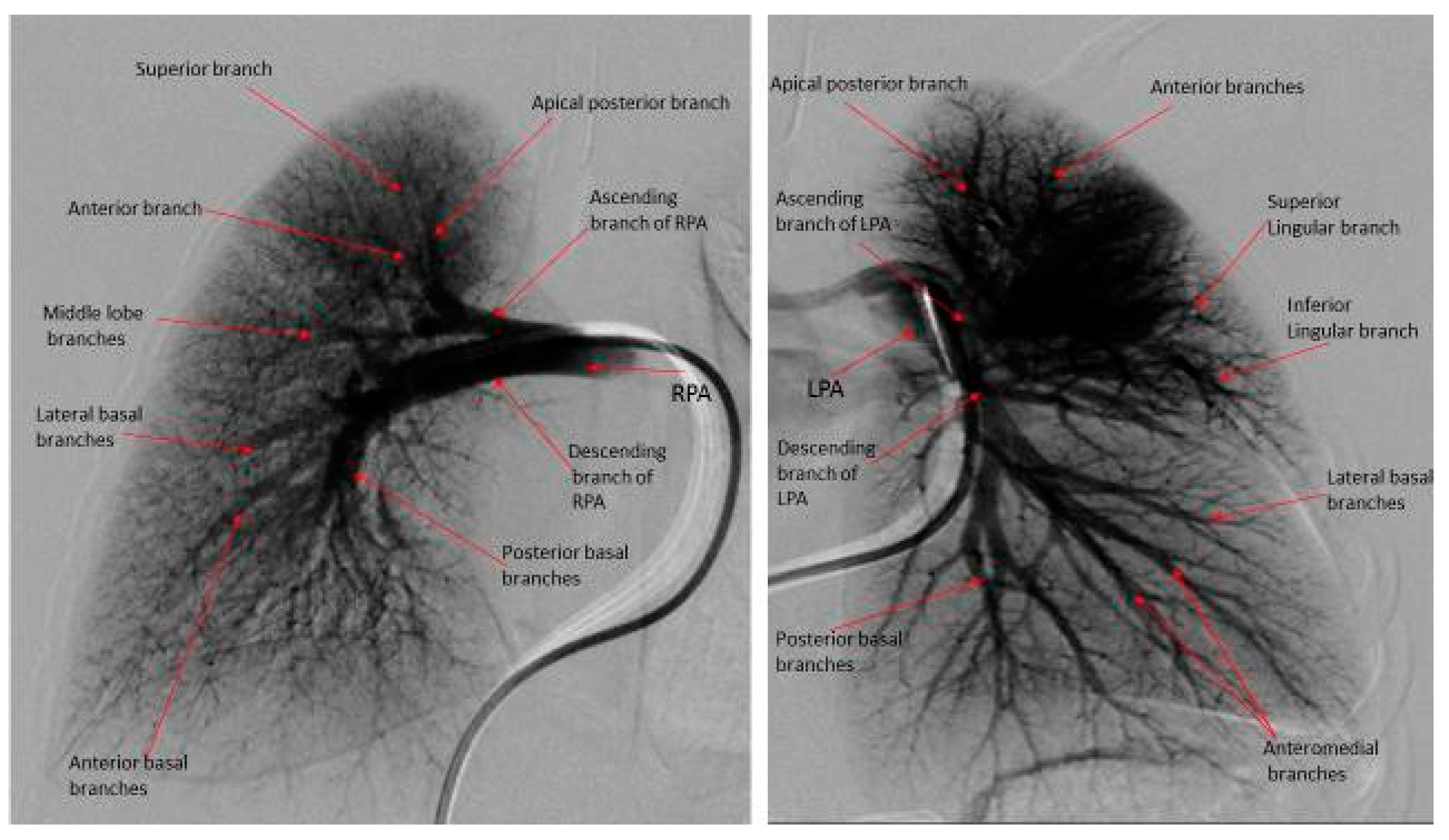 Medicina 55 00359 g004