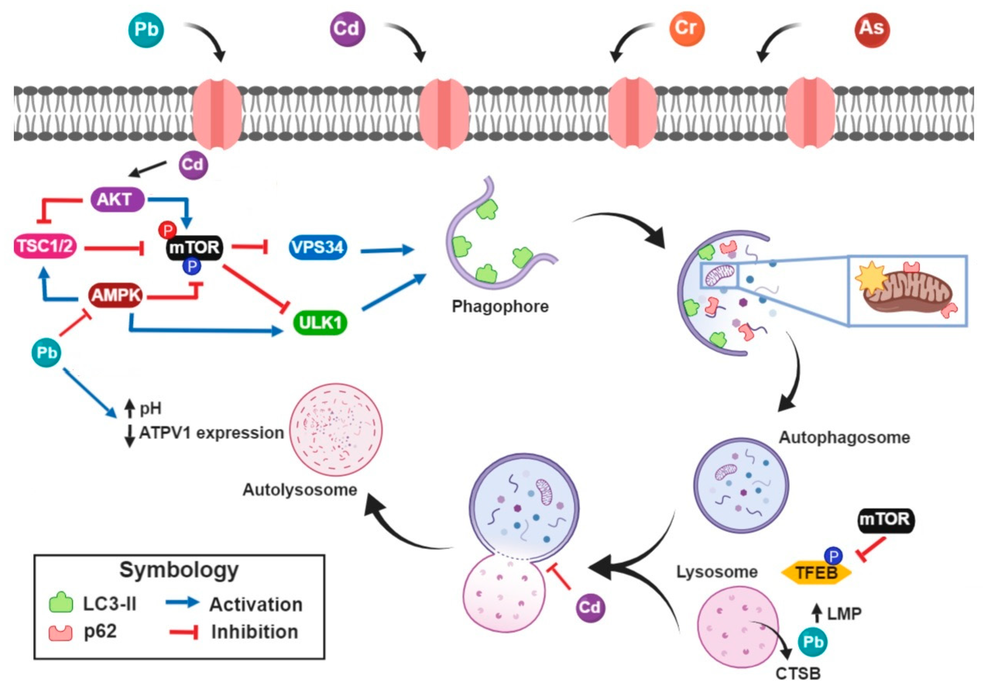 Medicina 55 00360 g001 Medicina 55 00360 g001