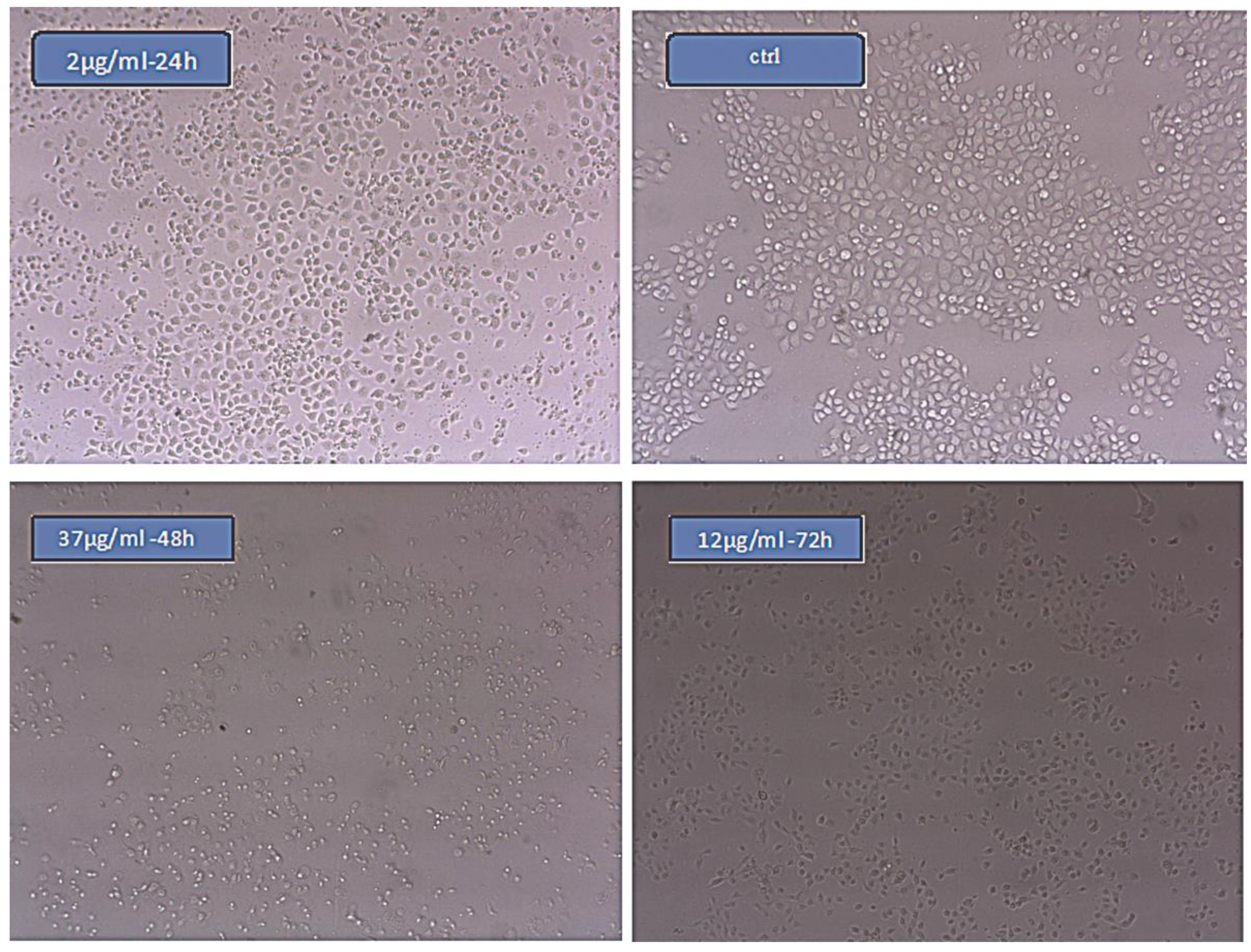 Medicina 55 00388 g005 Medicina 55 00388 g005