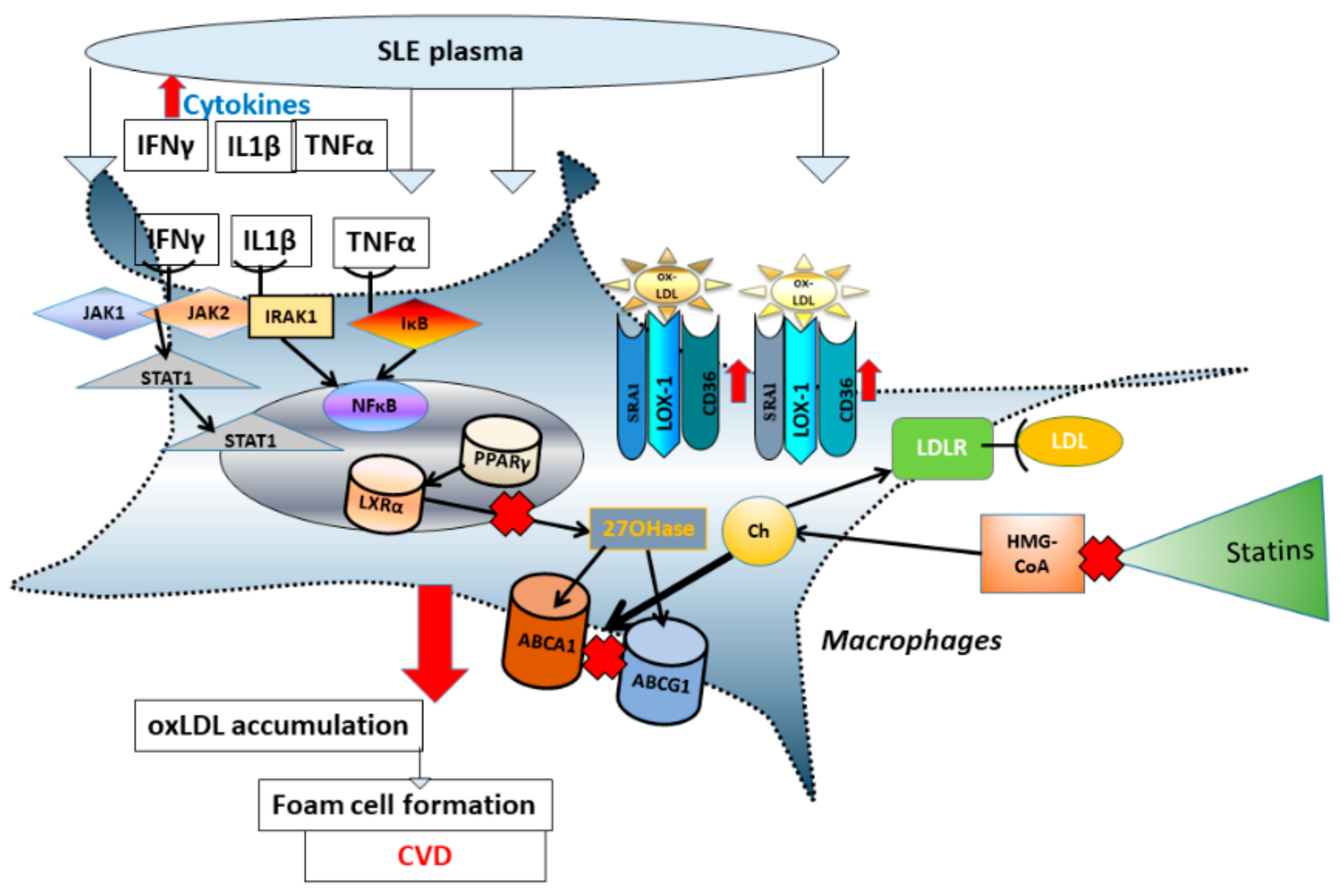 Medicina 55 00514 g001 Medicina 55 00514 g001