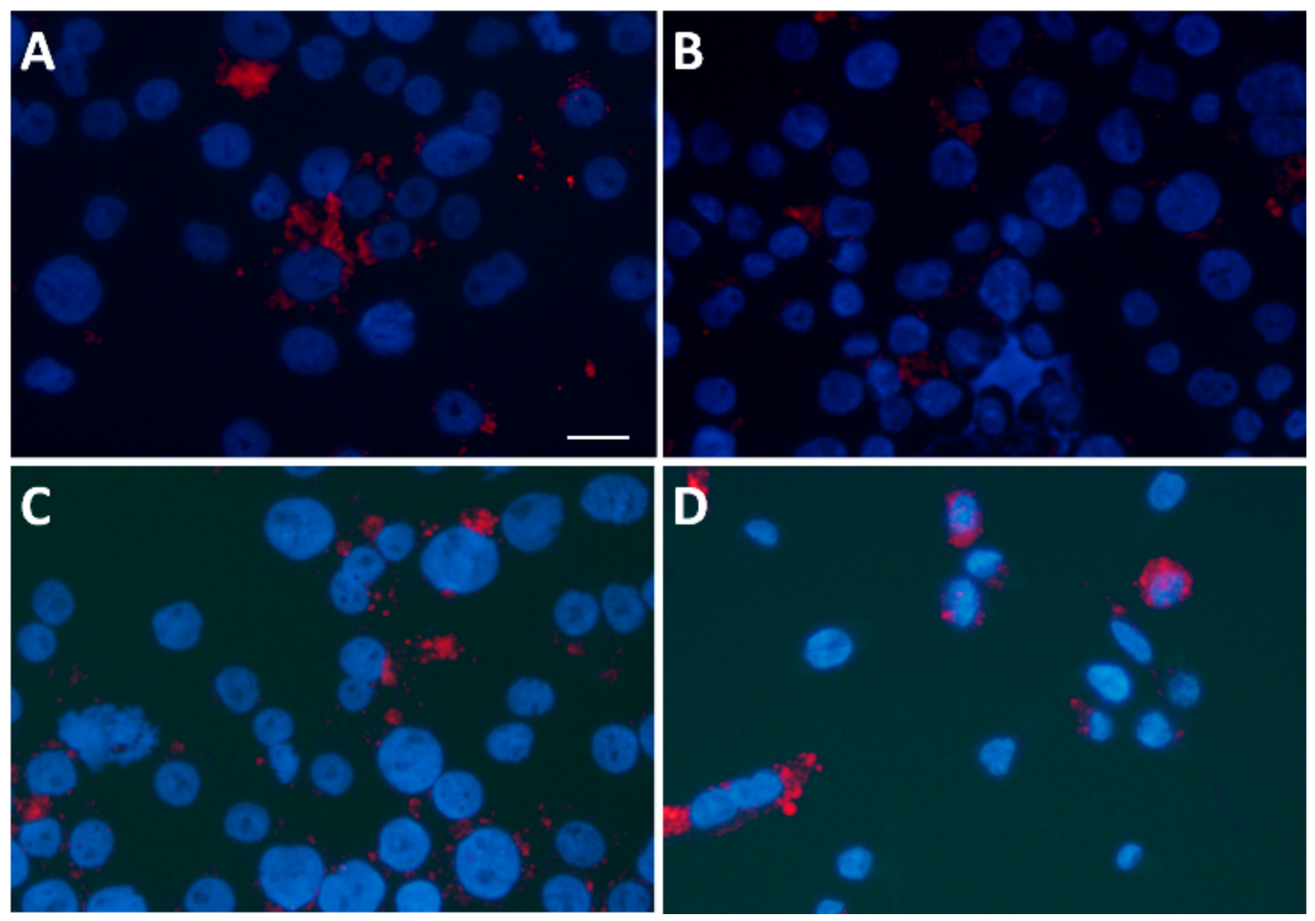 Medicina 55 00514 g006 Medicina 55 00514 g006