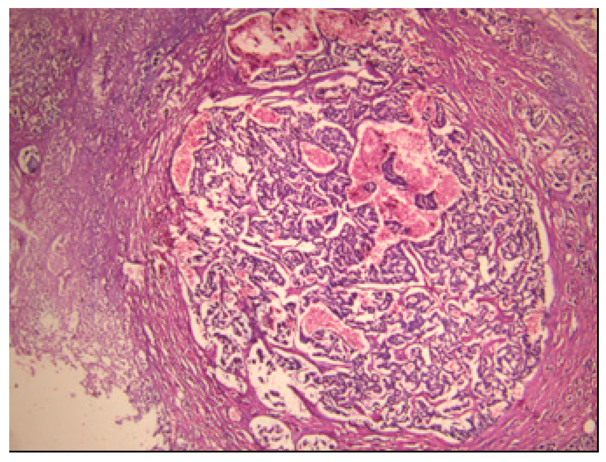 Medicina 55 00523 g002 Medicina 55 00523 g002