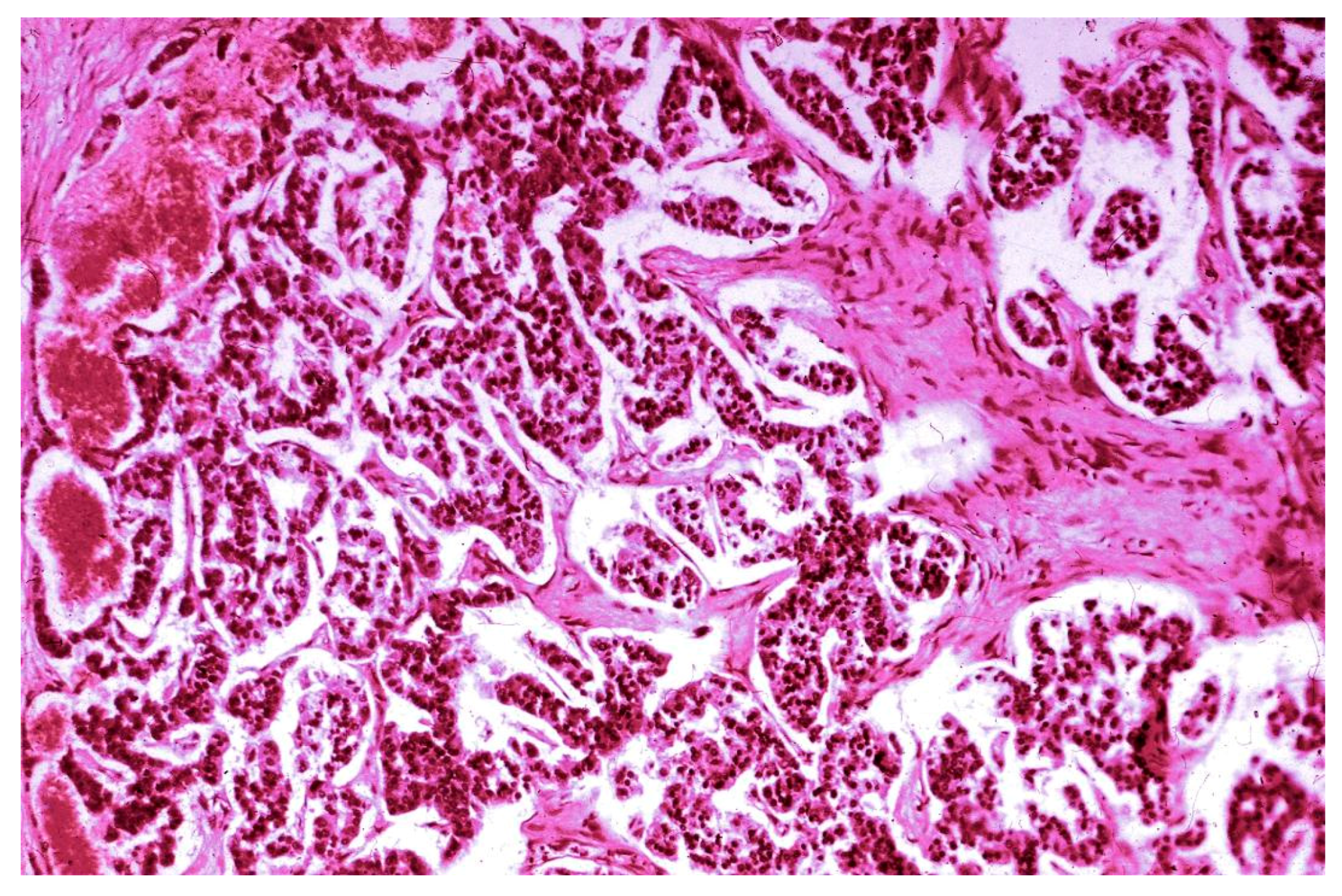 Medicina 55 00523 g003 Medicina 55 00523 g003