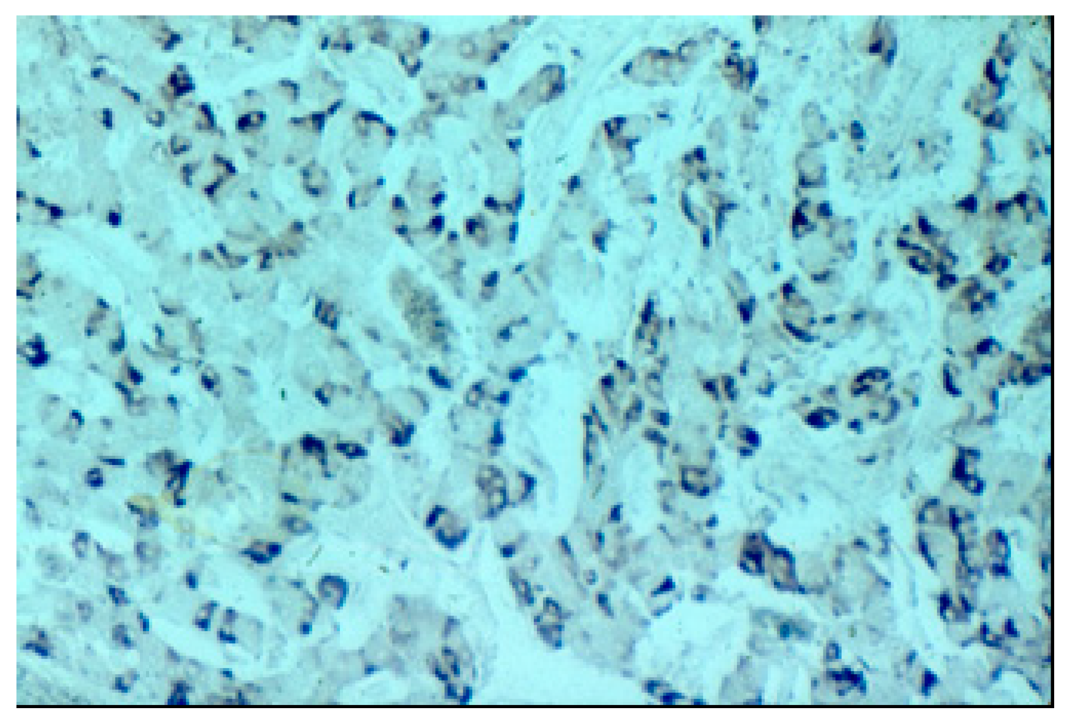 Medicina 55 00523 g004 Medicina 55 00523 g004