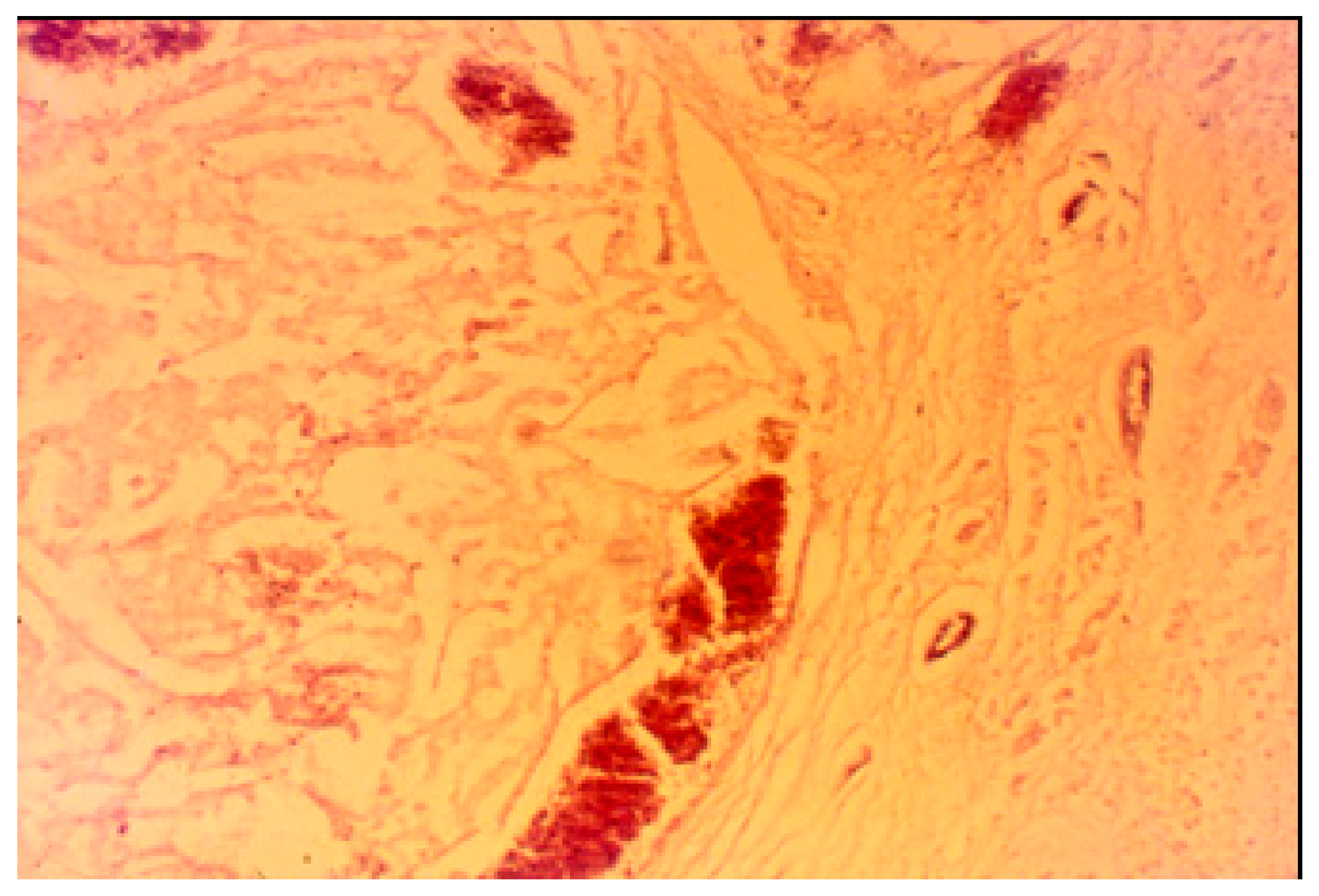 Medicina 55 00523 g005 Medicina 55 00523 g005