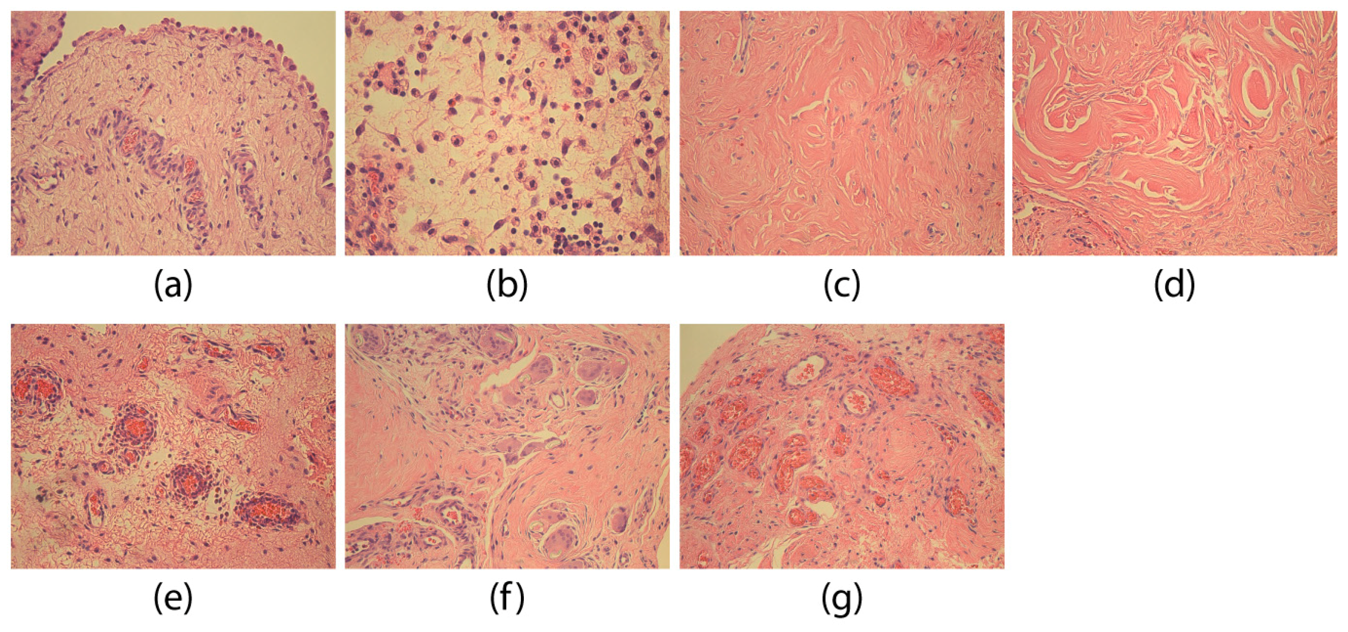 Medicina 55 00556 g001