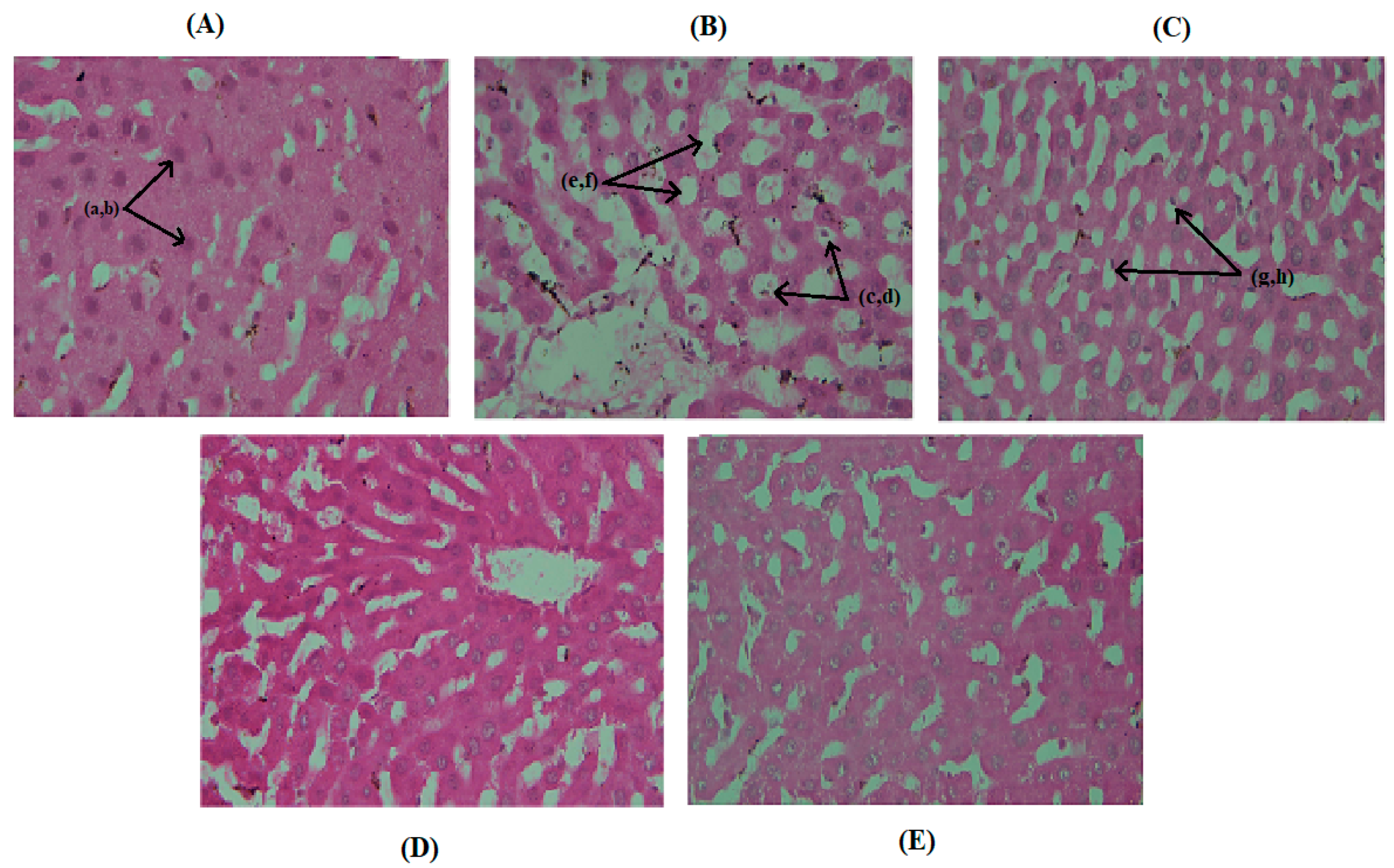 Medicina 55 00579 g005