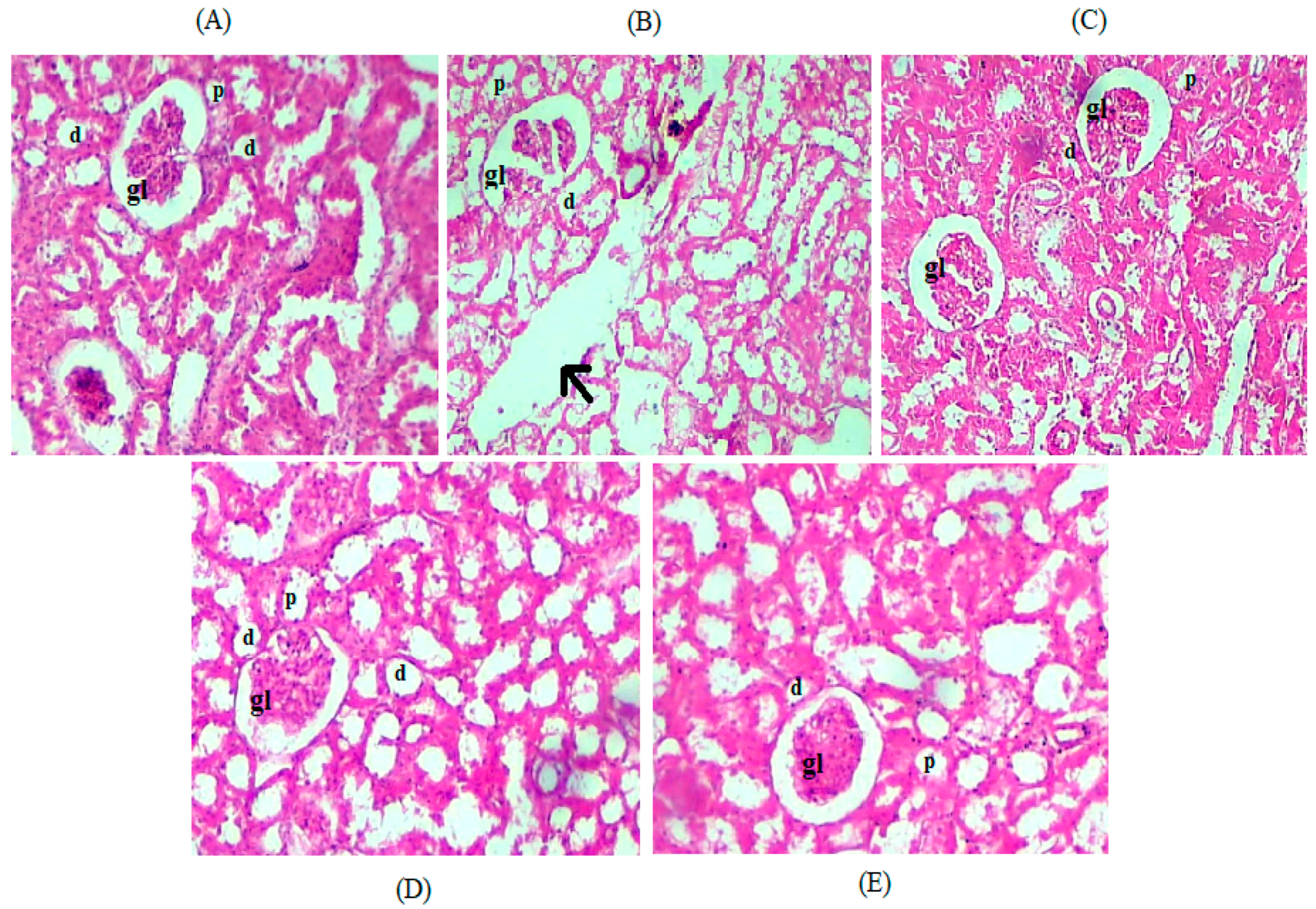 Medicina 55 00579 g006