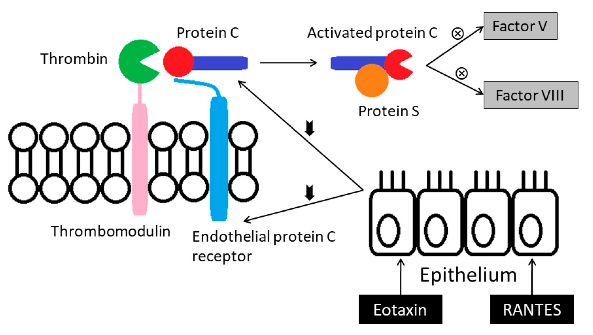 Medicina 55 00647 g004