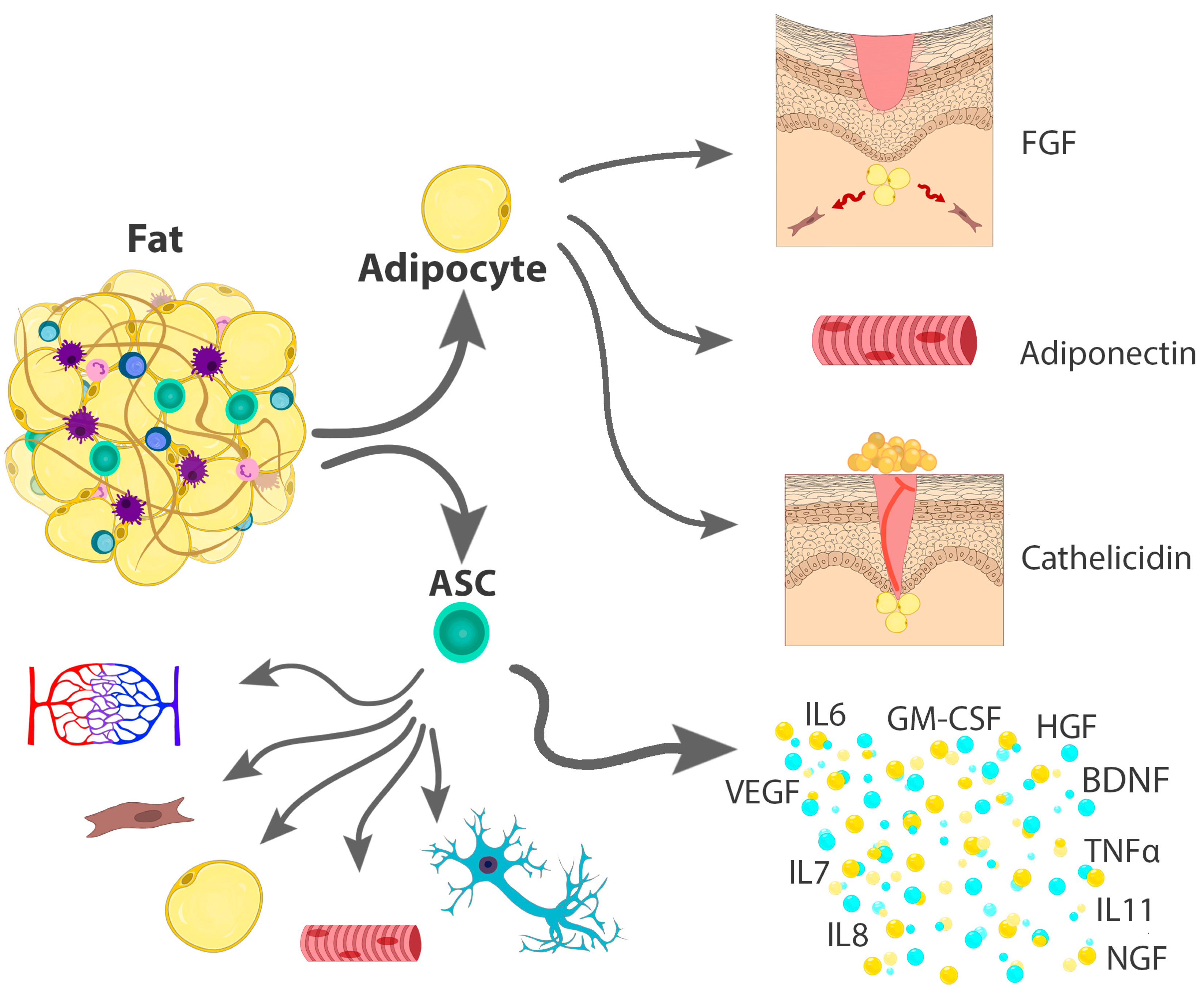 Medicina 55 00655 g001