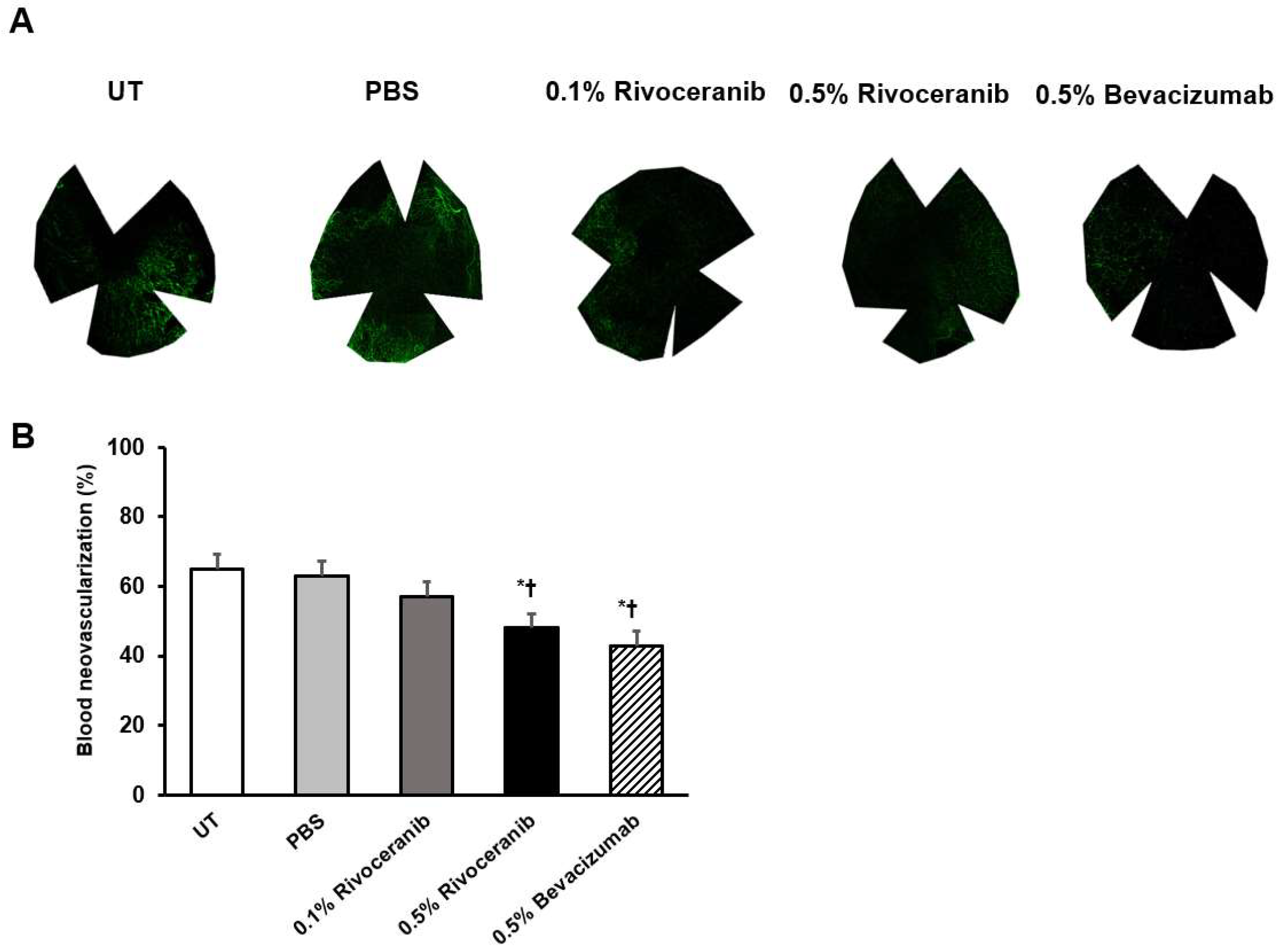 Medicina 55 00729 g002 Medicina 55 00729 g002