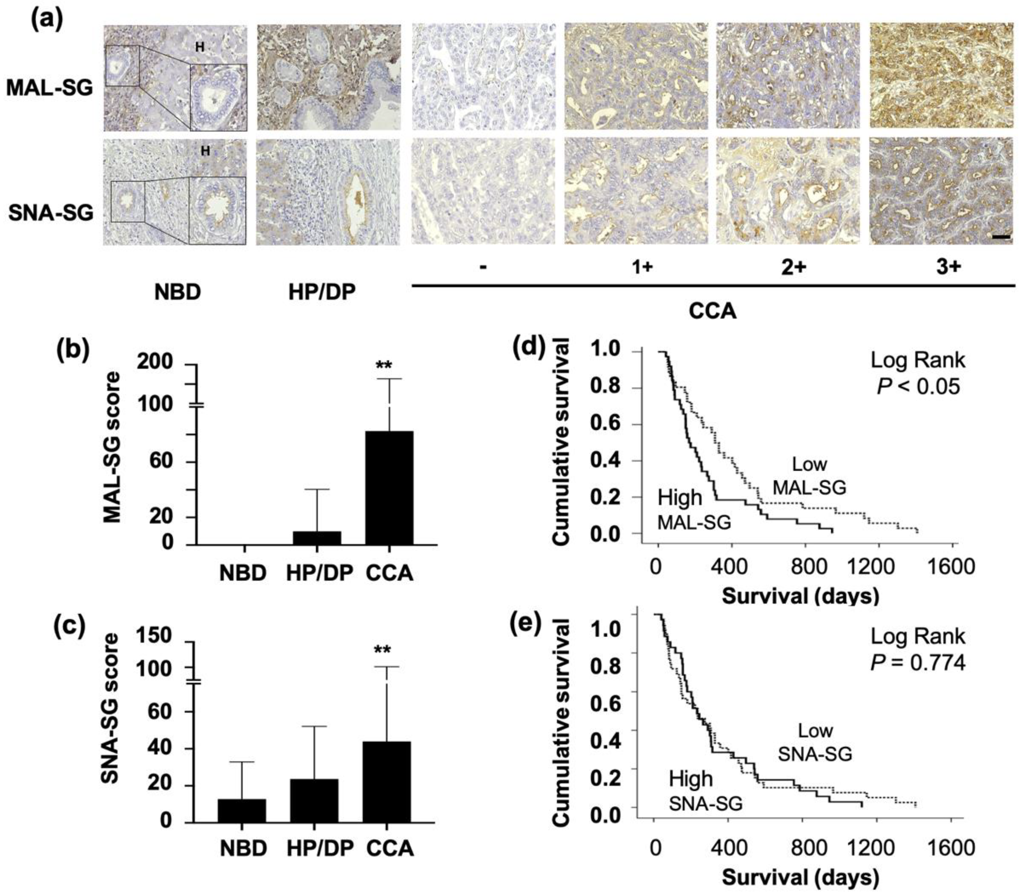 Medicina 55 00761 g001