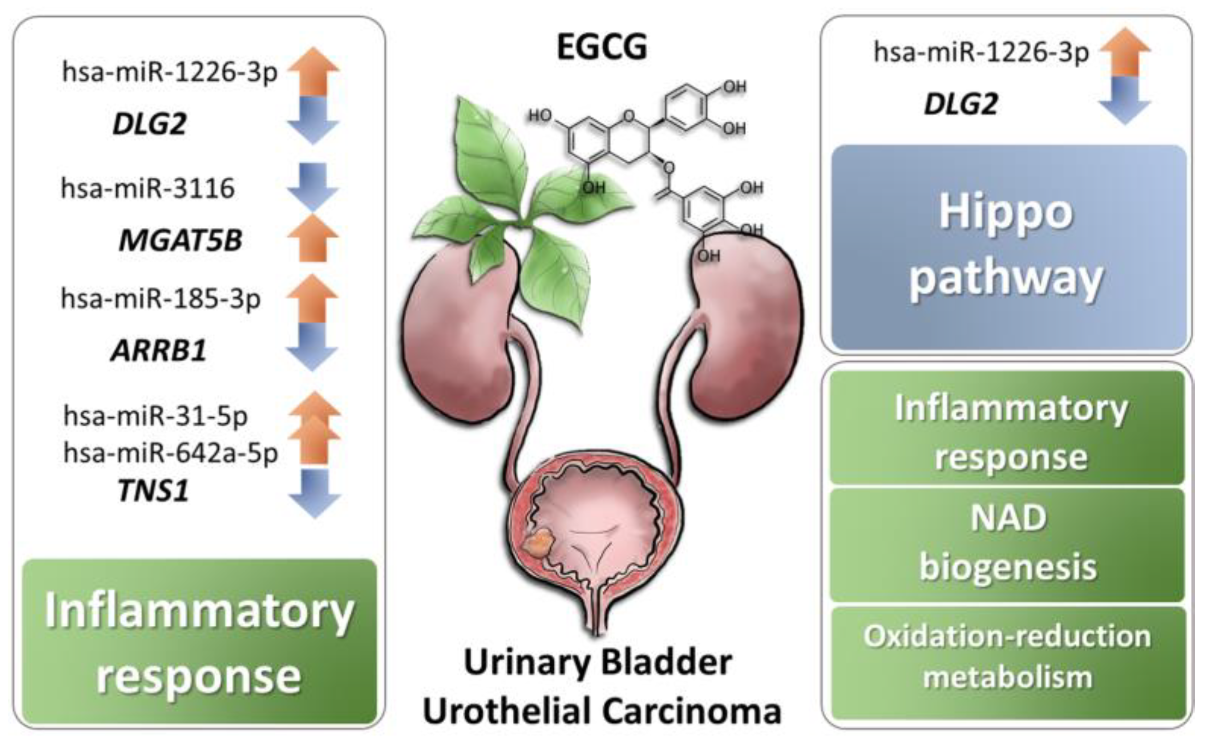 Medicina 55 00768 g006