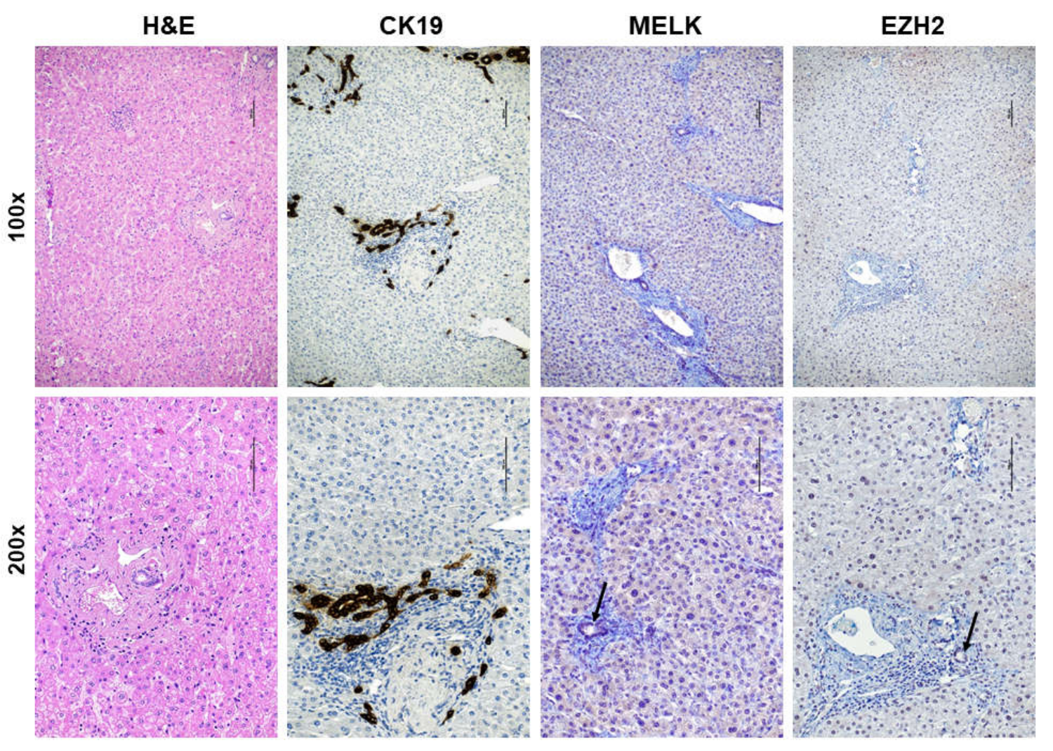 Medicina 56 00001 g002