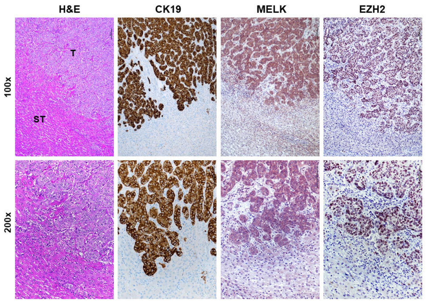 Medicina 56 00001 g003