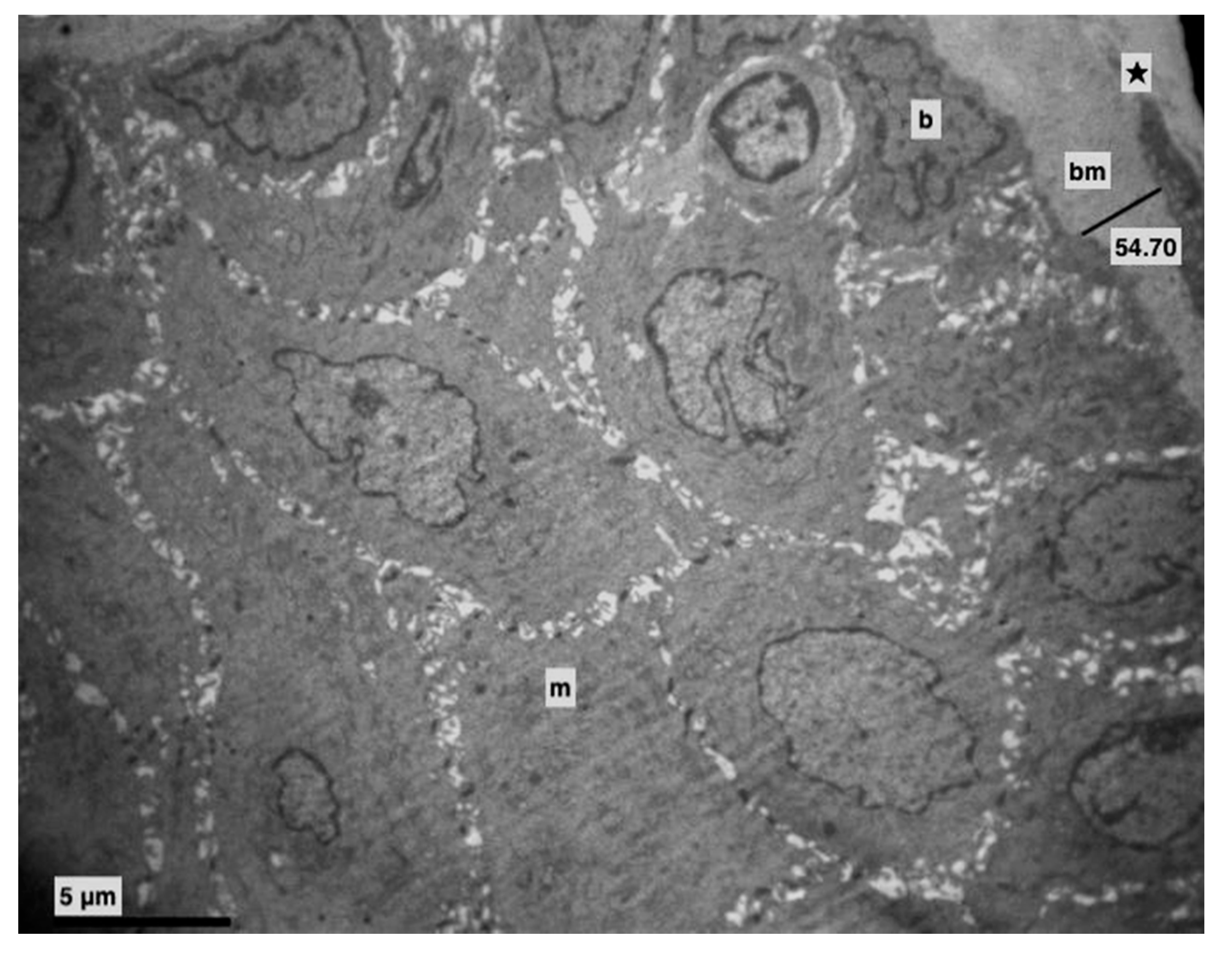 Medicina 56 00051 g001 Medicina 56 00051 g001