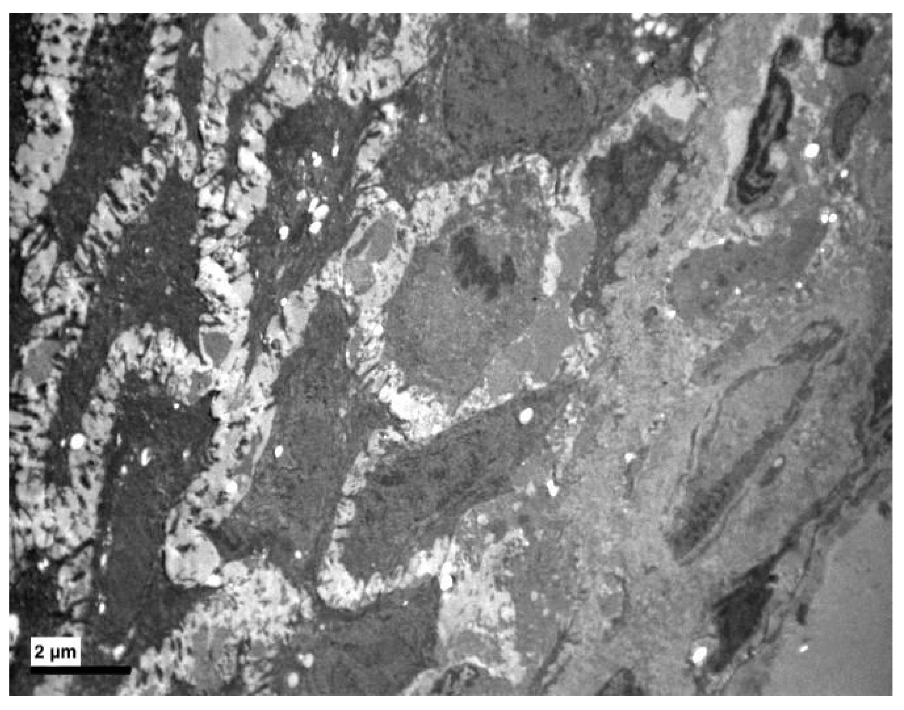 Medicina 56 00051 g003 Medicina 56 00051 g003