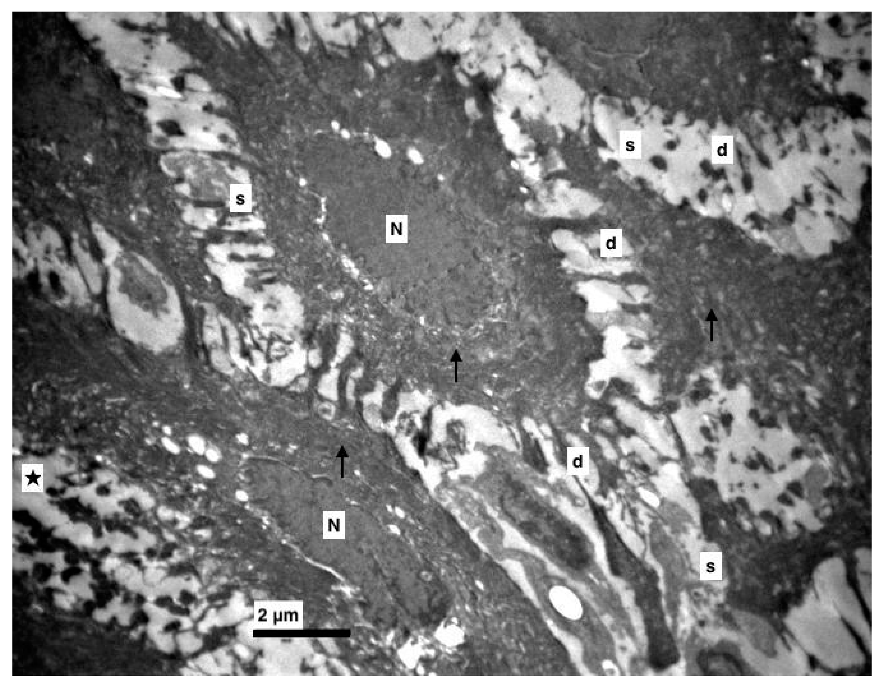 Medicina 56 00051 g004 Medicina 56 00051 g004