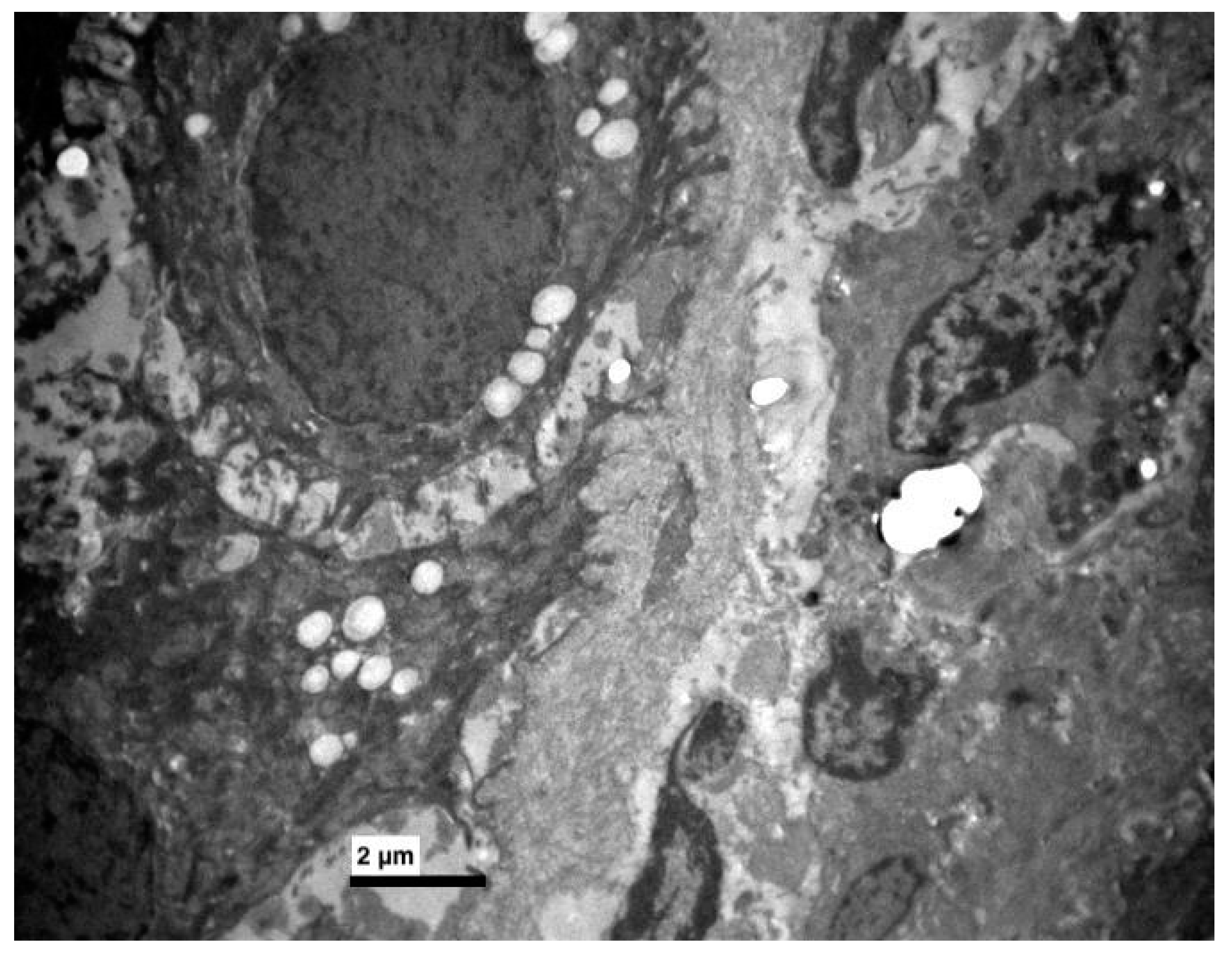 Medicina 56 00051 g007 Medicina 56 00051 g007
