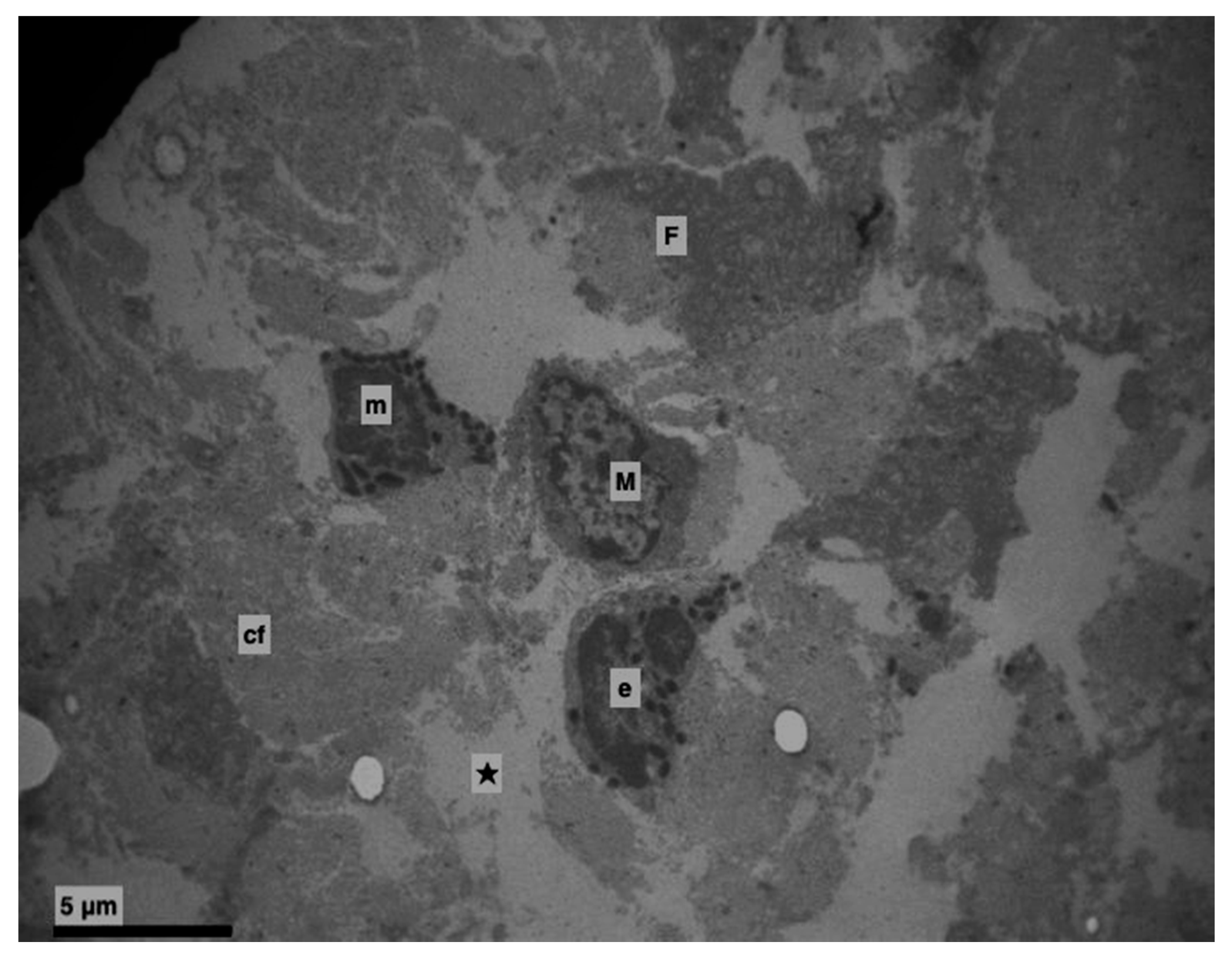 Medicina 56 00051 g008 Medicina 56 00051 g008