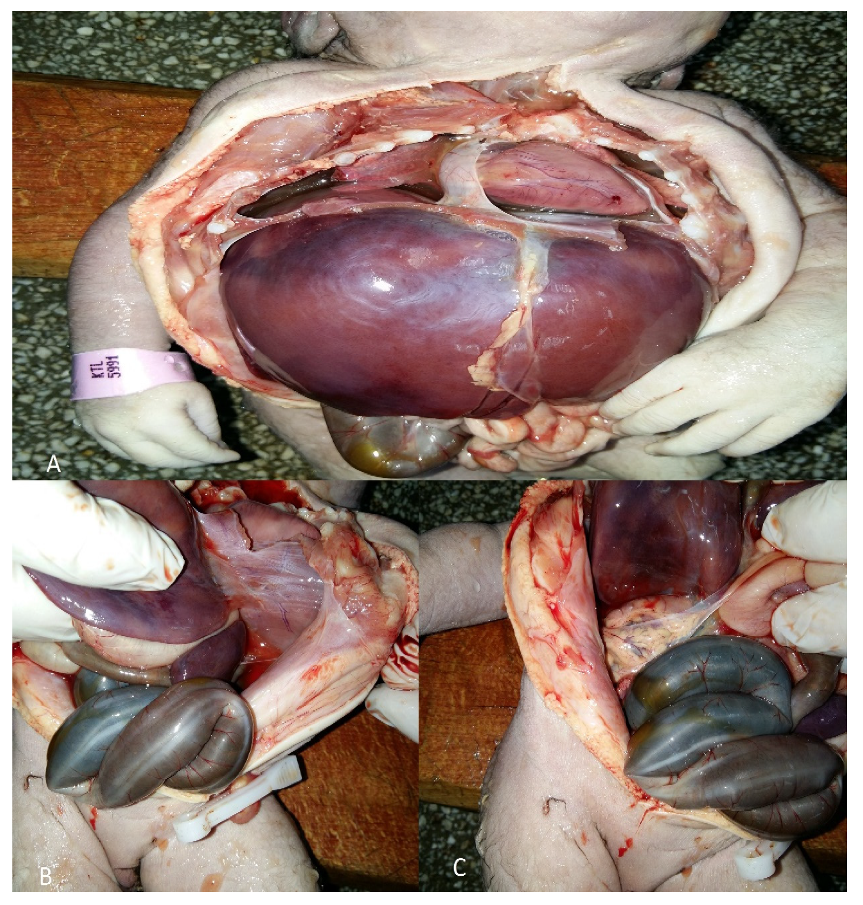 Medicina 56 00109 g001