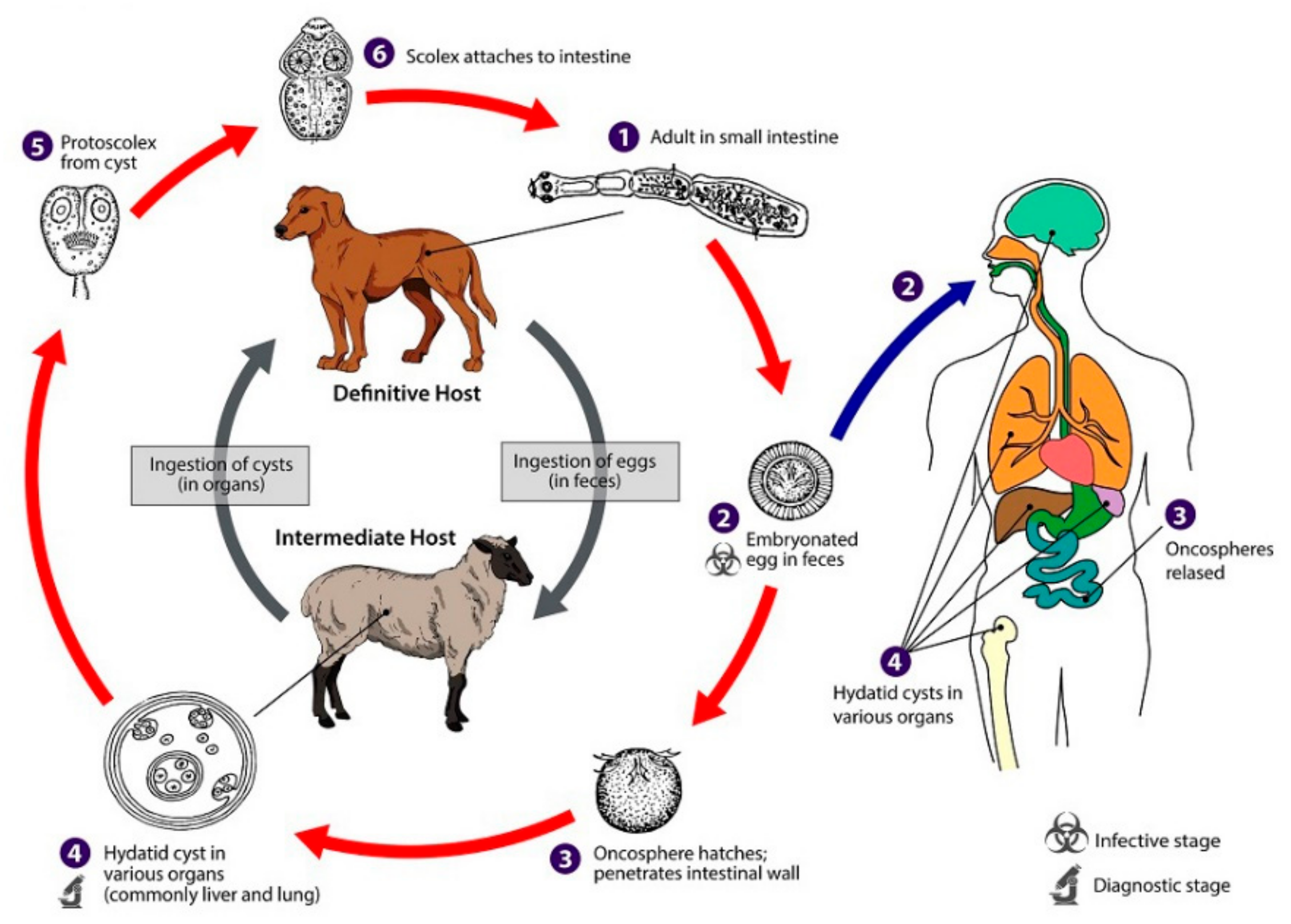 Может ли человек быть промежуточным хозяином. Жизненный цикл эхинококка схема. Эхинококкоз жизненный цикл схема. Эхинококкоз цикл развития. Echinococcus granulosus промежуточный хозяин.