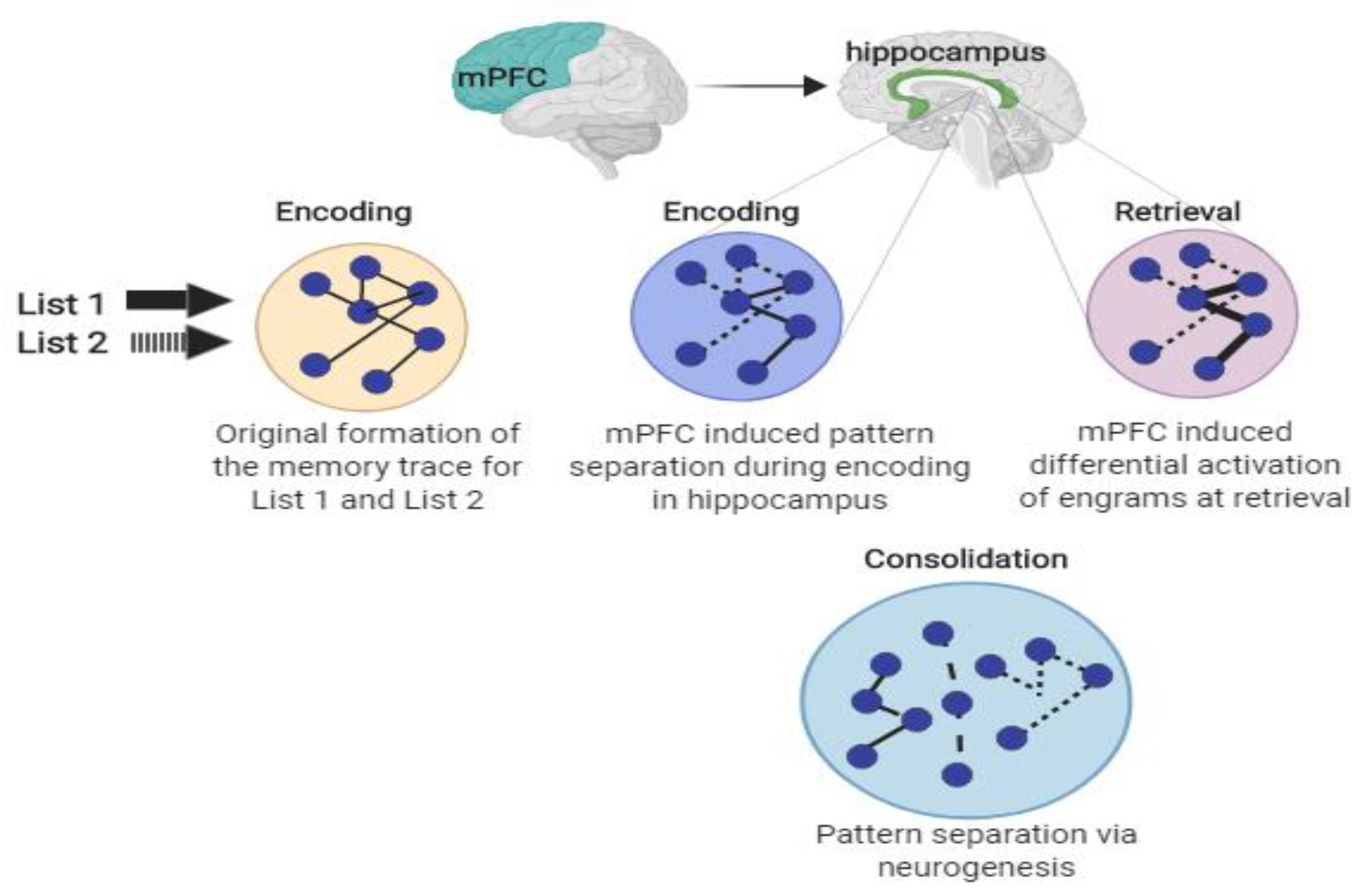 Engram neurons: Encoding, consolidation, retrieval, and forgetting of memory