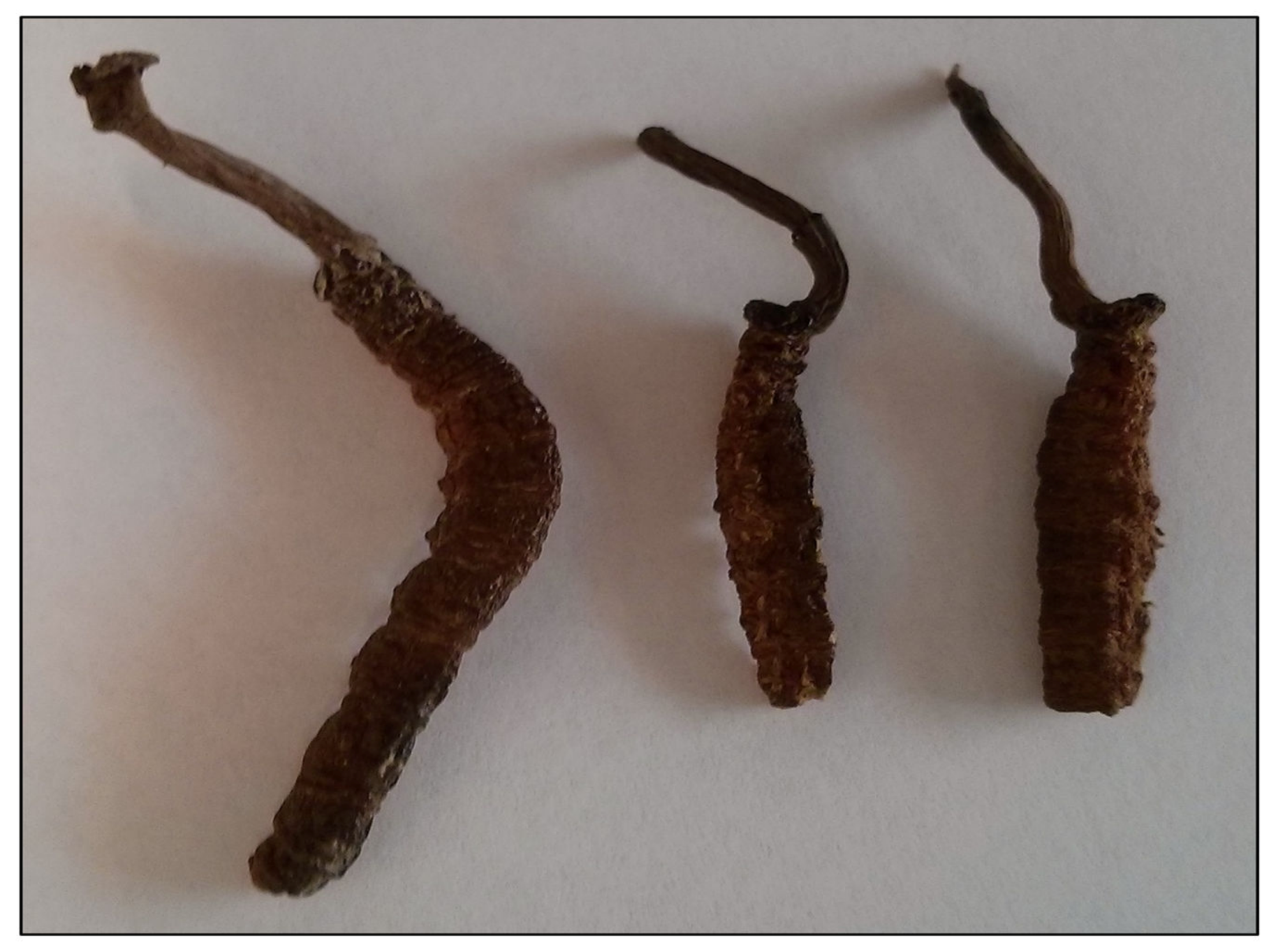 Medicina 56 00131 g001