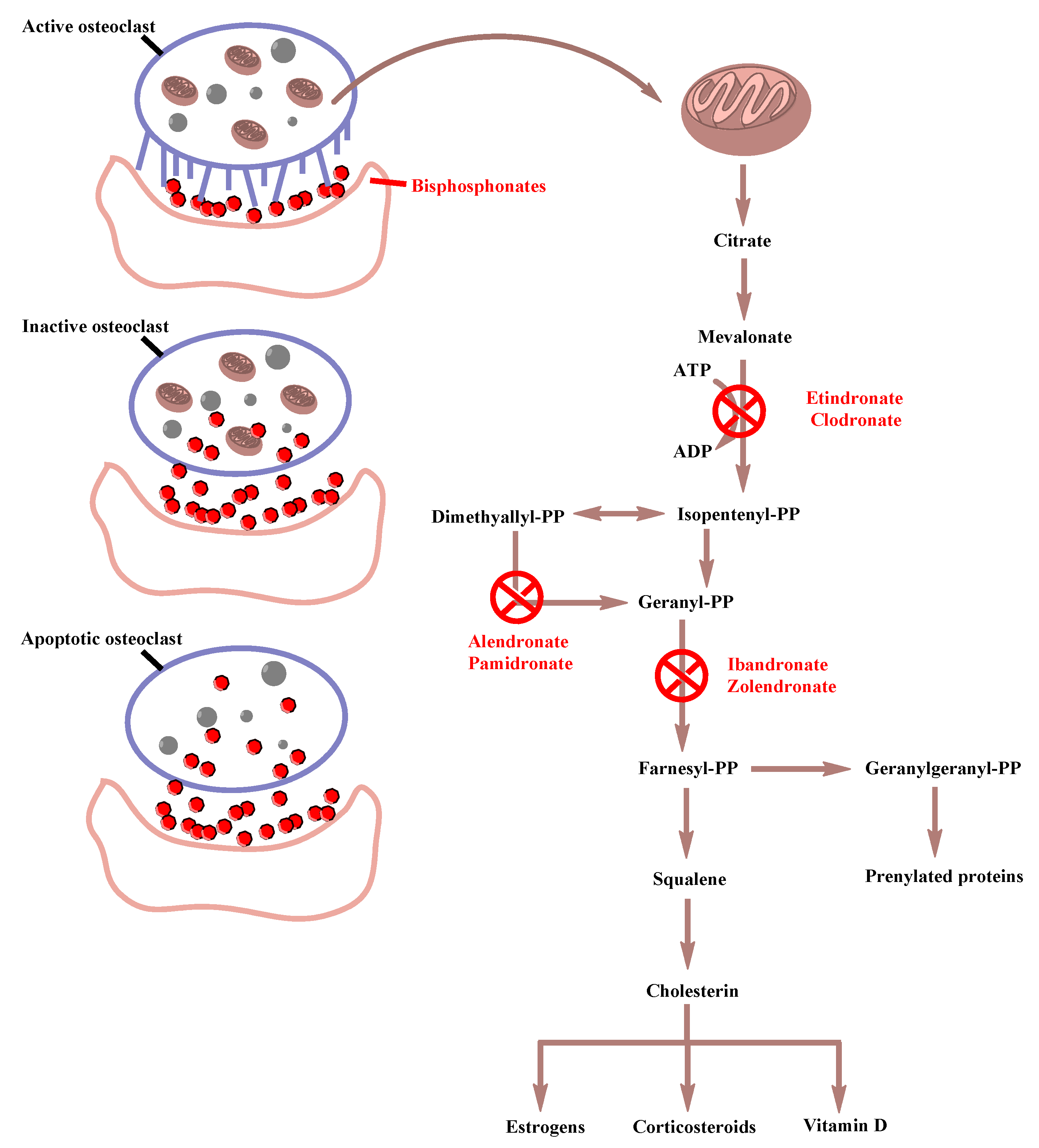 Medicina 56 00140 g003